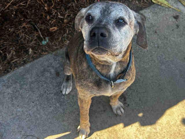 Enlarge FREDDY, a Adoptable mixed breed in Bonita, CA image 1/1