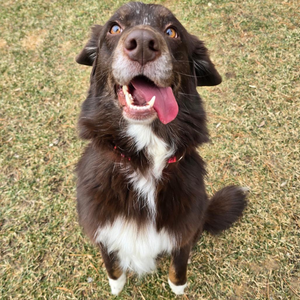 Brownie, Adoptable, Adult Female Australian Shepherd.