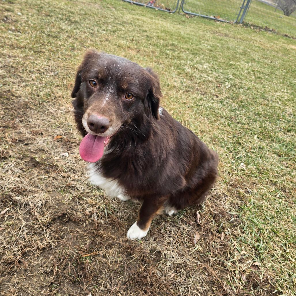 Enlarge Brownie, a Adoptable Australian Shepherd in Owosso, MI image 3/6