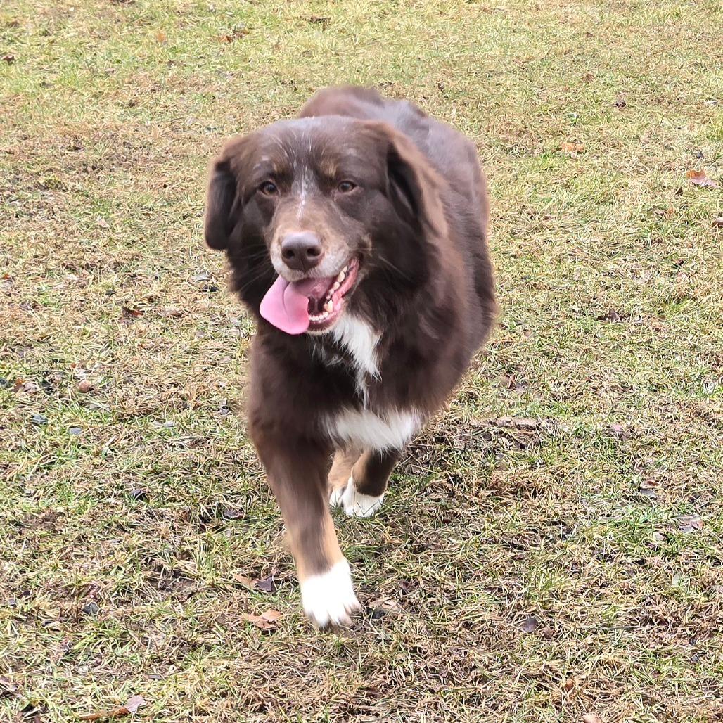 Enlarge Brownie, a Adoptable Australian Shepherd in Owosso, MI image 4/6