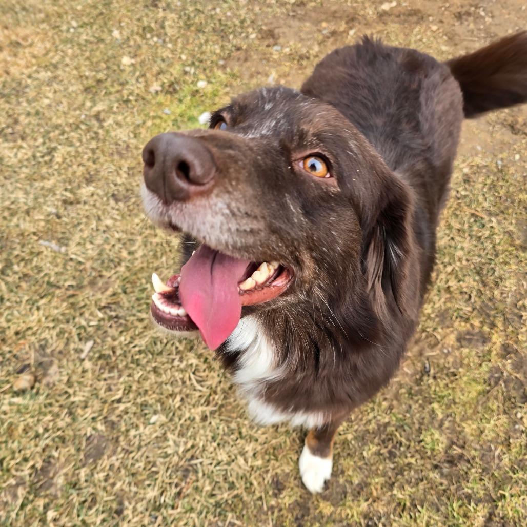 Enlarge Brownie, a Adoptable Australian Shepherd in Owosso, MI image 5/6