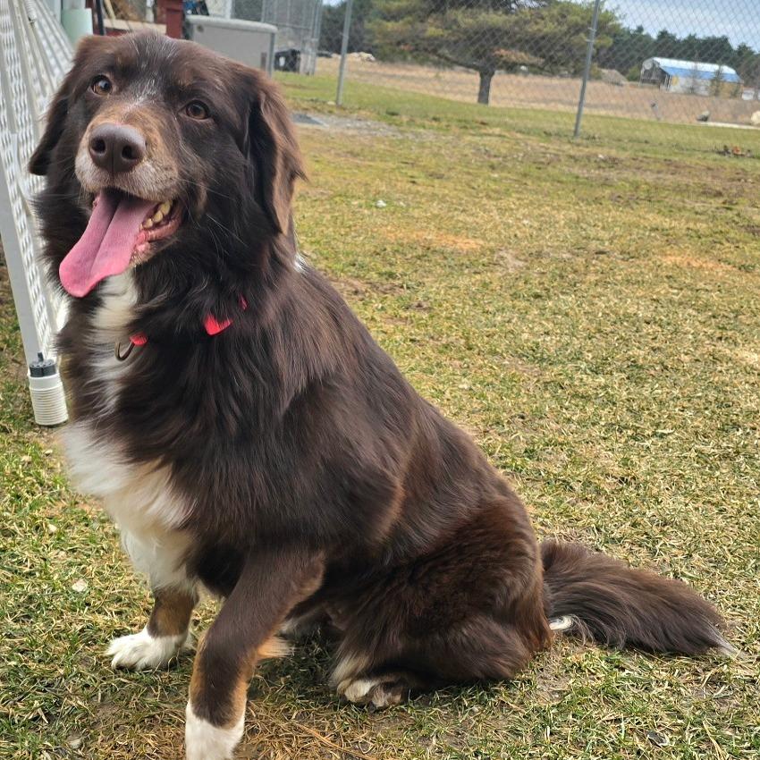 Enlarge Brownie, a Adoptable Australian Shepherd in Owosso, MI image 6/6