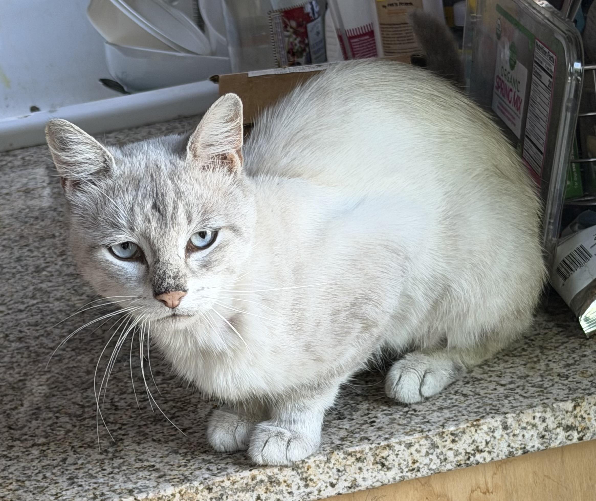 Enlarge MISHA, a ADOPTABLE Siamese in Churchville, PA image 2/3