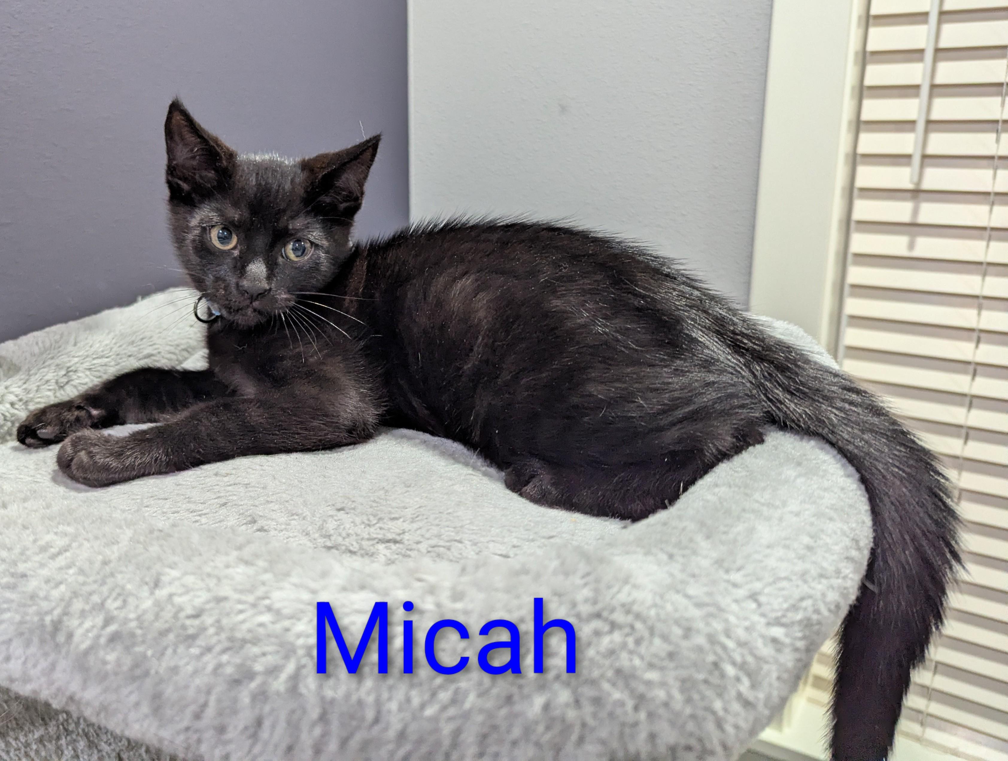 Micah (blue collar), a ADOPTABLE Domestic Short Hair in Portland, OR image 3/6
