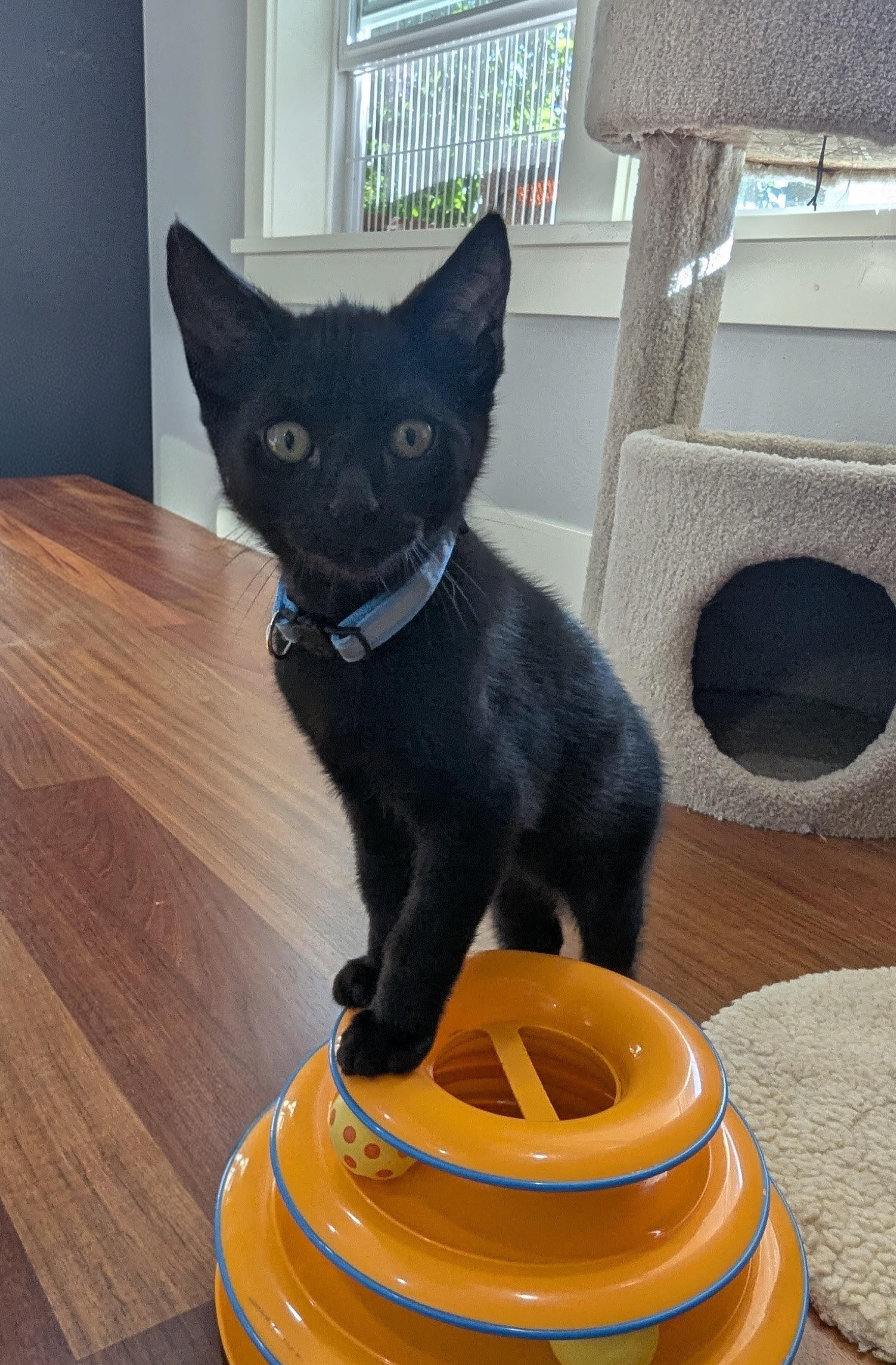 Micah (blue collar), ADOPTABLE, Kitten Male Domestic Short Hair.