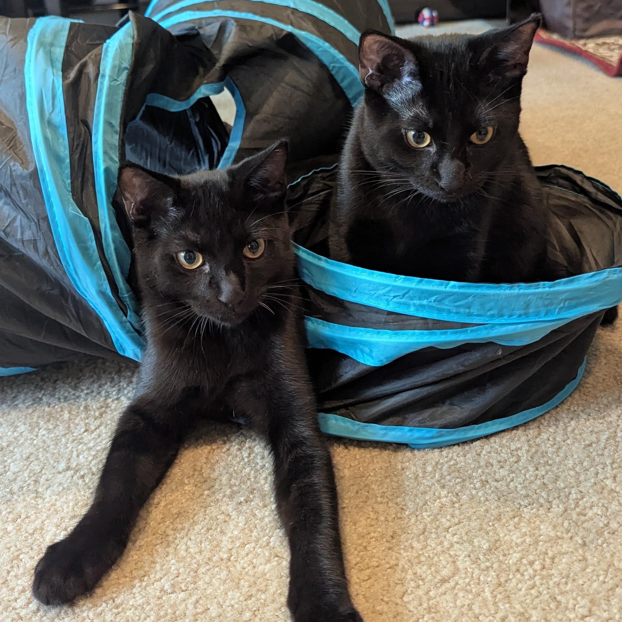 Micah NEW PHOTOS AND VIDEOS, a ADOPTABLE Domestic Short Hair in Portland, OR image 3/6