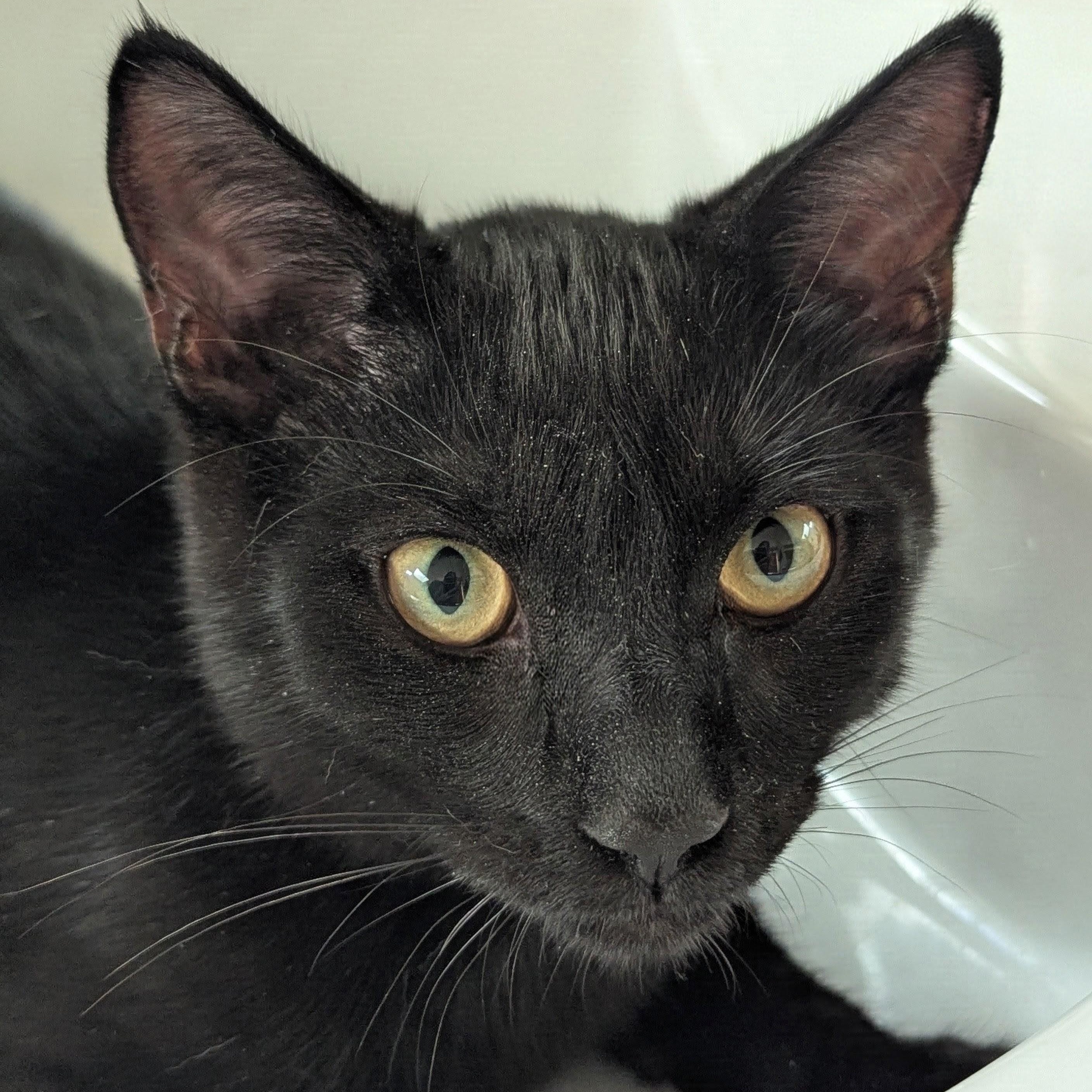 Micah NEW PHOTOS AND VIDEOS, a ADOPTABLE Domestic Short Hair in Portland, OR image 4/6