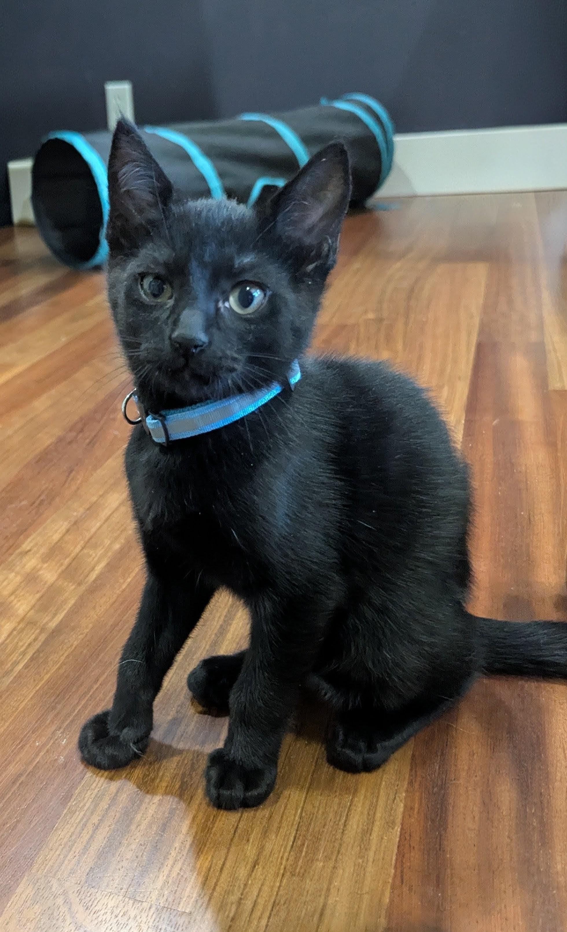 Micah (blue collar), a ADOPTABLE Domestic Short Hair in Portland, OR image 2/6