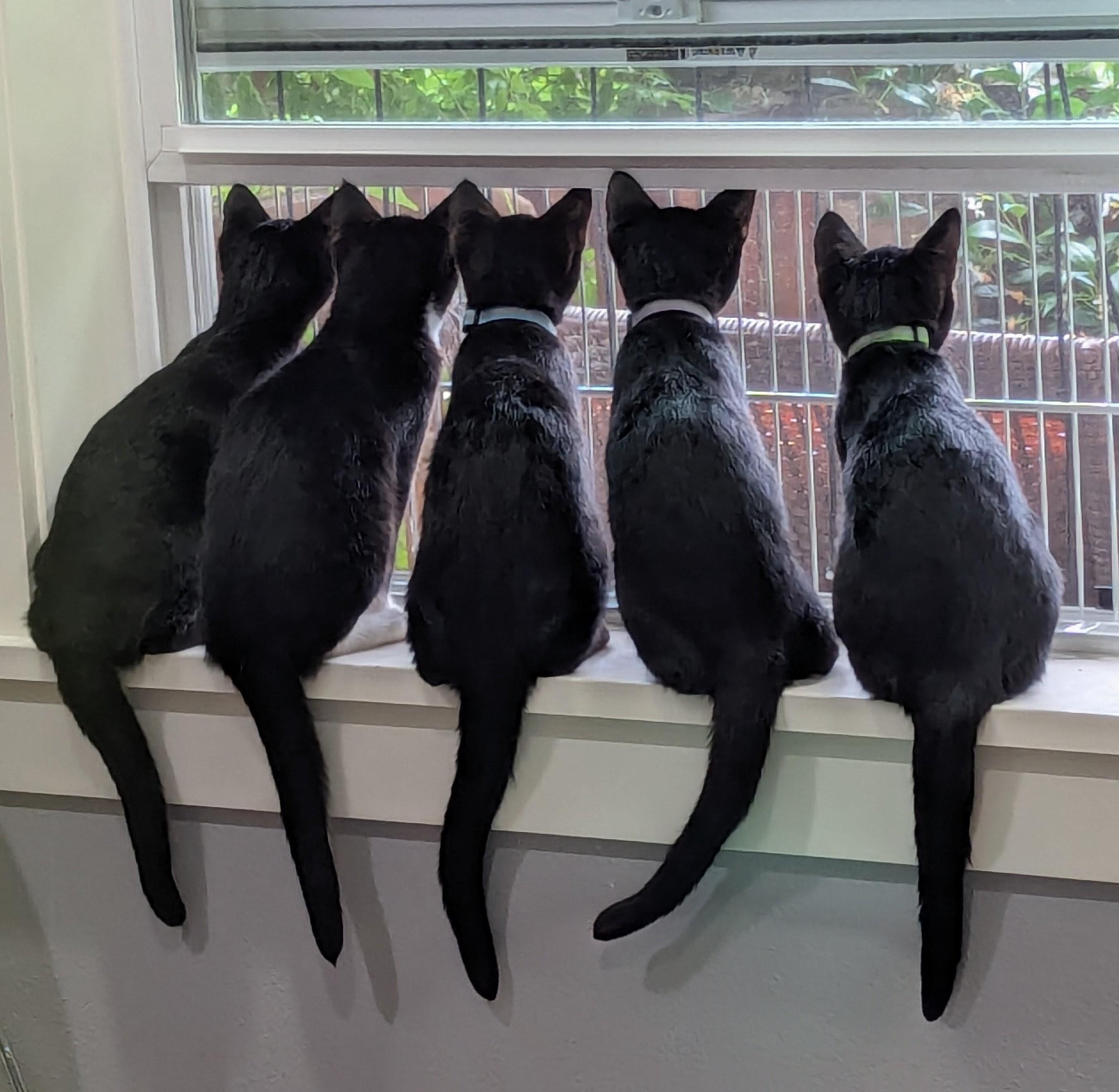 Micah (blue collar), a ADOPTABLE Domestic Short Hair in Portland, OR image 5/6