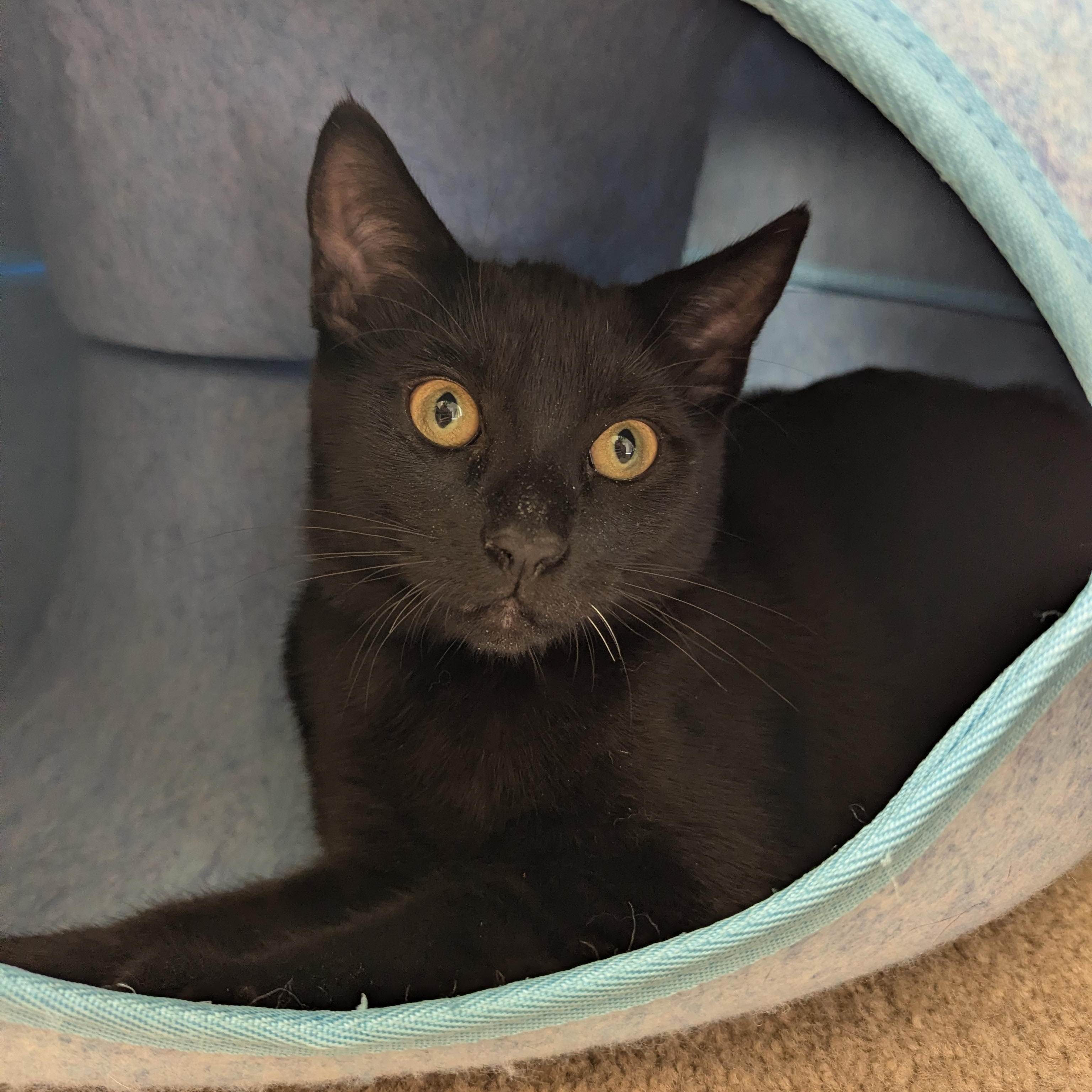 Micah NEW PHOTOS AND VIDEOS, a ADOPTABLE Domestic Short Hair in Portland, OR image 5/6