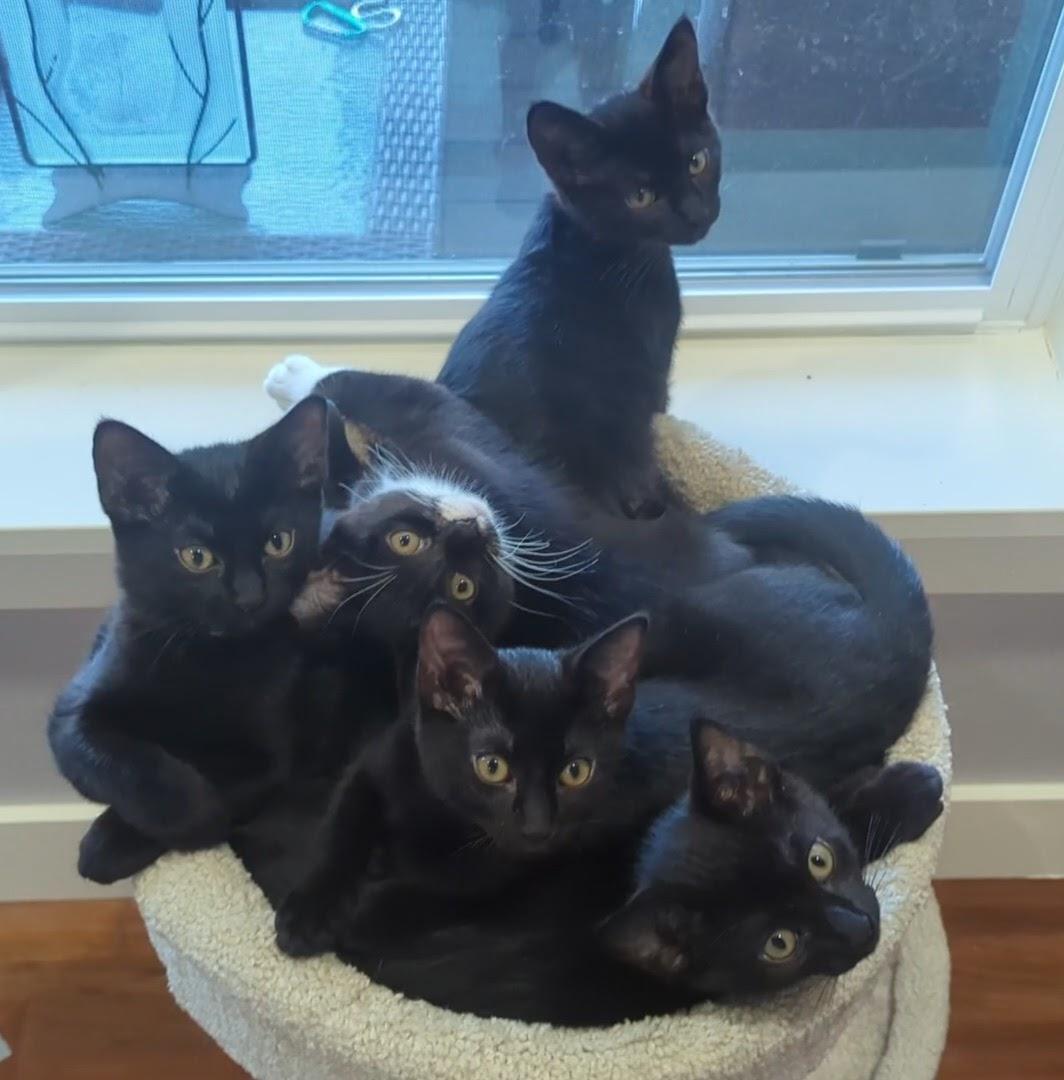 Micah (blue collar), a ADOPTABLE Domestic Short Hair in Portland, OR image 4/6