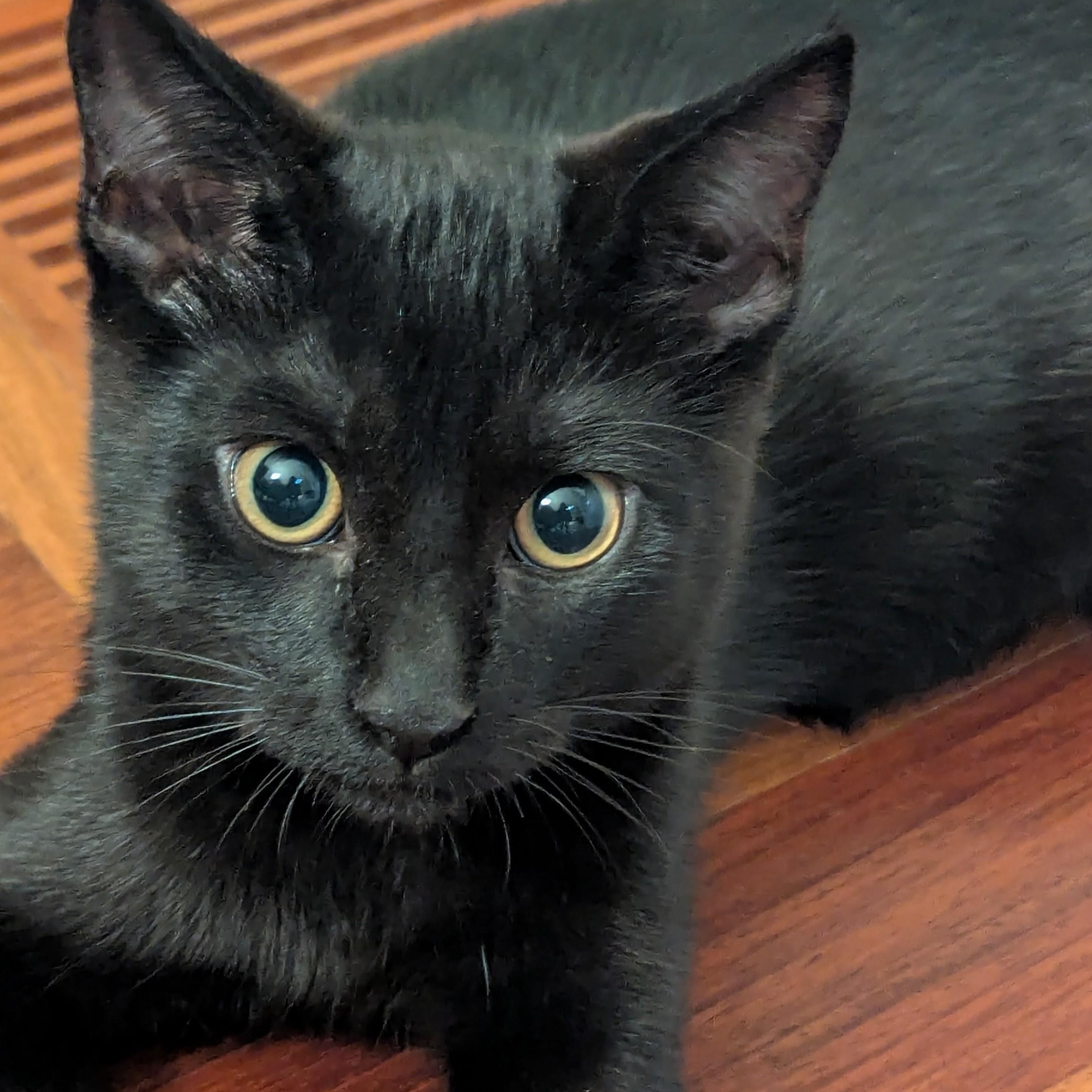 Micah NEW PHOTOS AND VIDEOS, a ADOPTABLE Domestic Short Hair in Portland, OR image 6/6