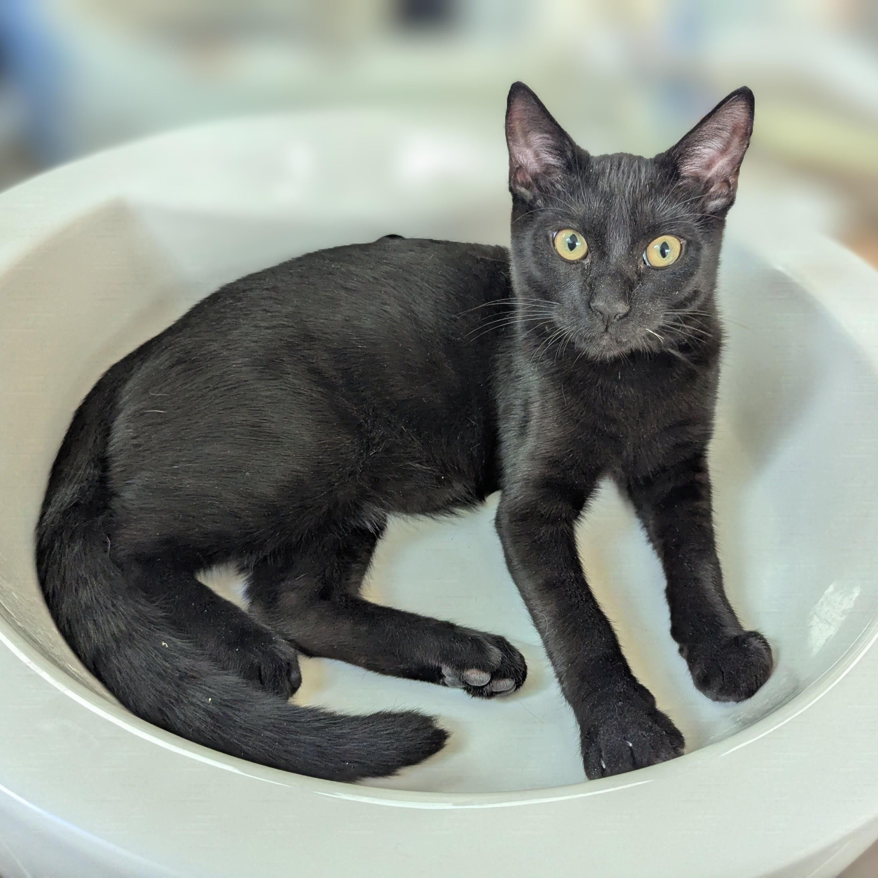 Micah NEW PHOTOS AND VIDEOS, ADOPTABLE, Kitten Male Domestic Short Hair.