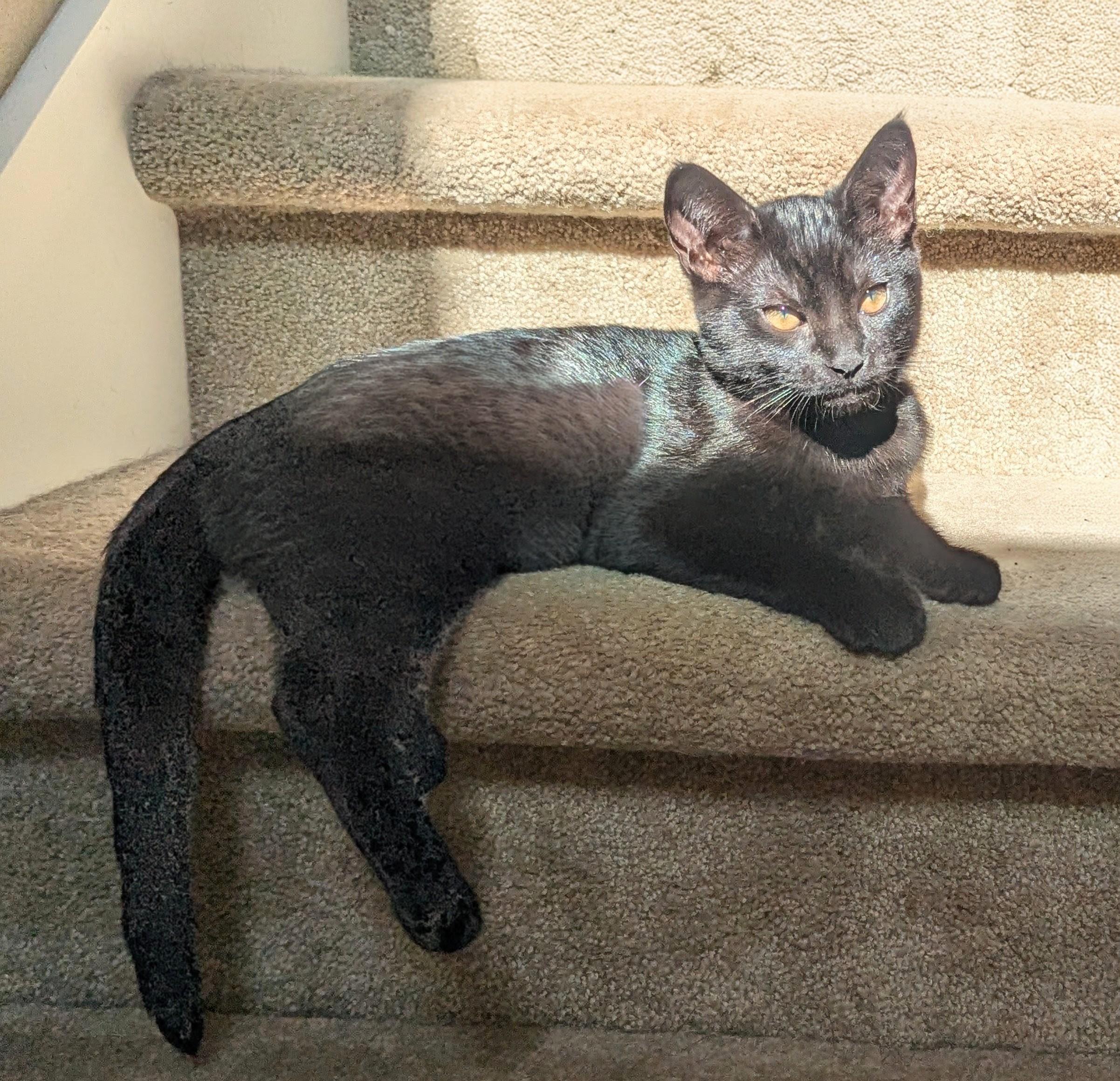 Micah (blue collar), a ADOPTABLE Domestic Short Hair in Portland, OR image 6/6