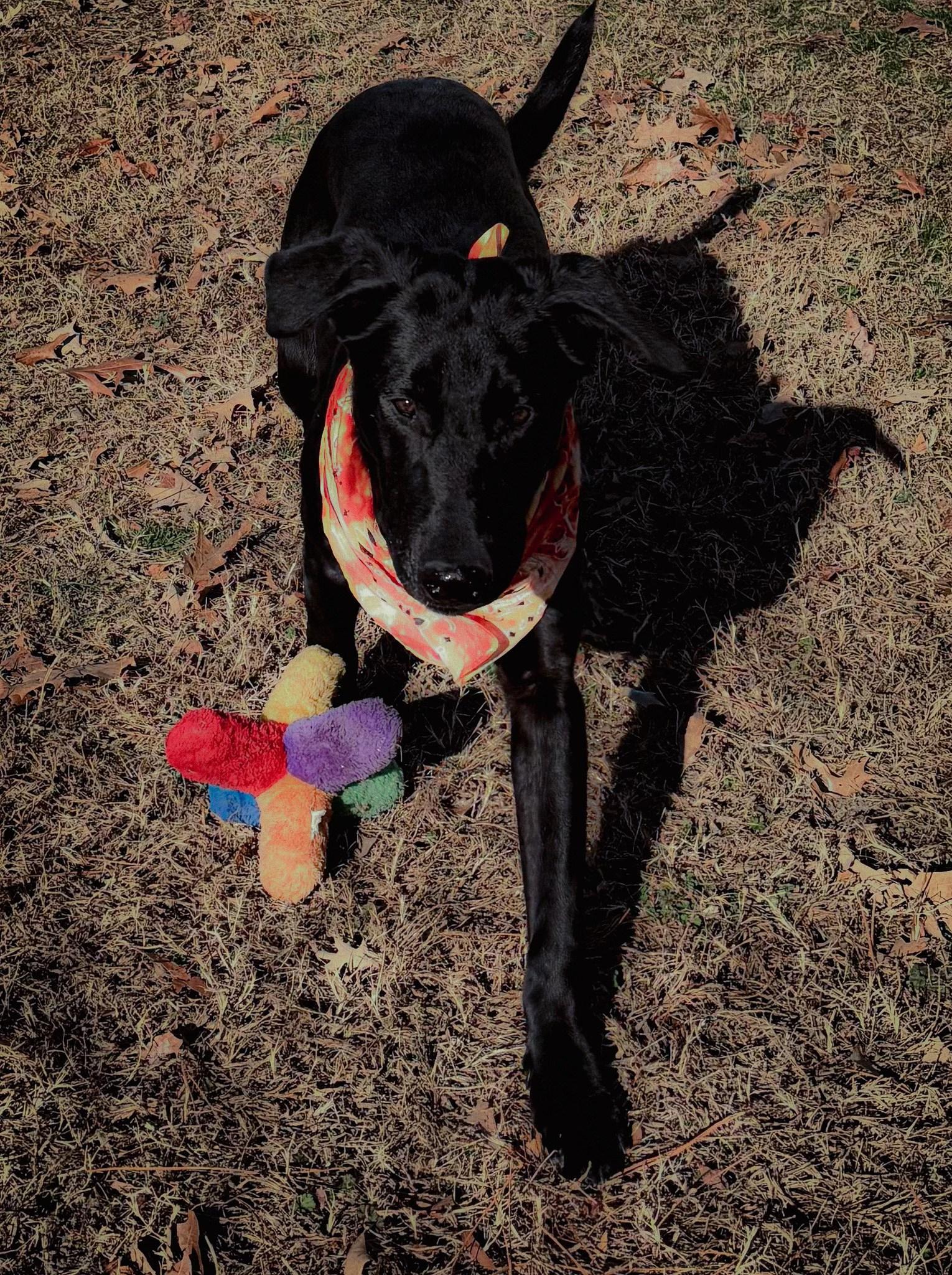 Enlarge Pluto, a ADOPTABLE mixed breed in Tyner, NC image 1/1