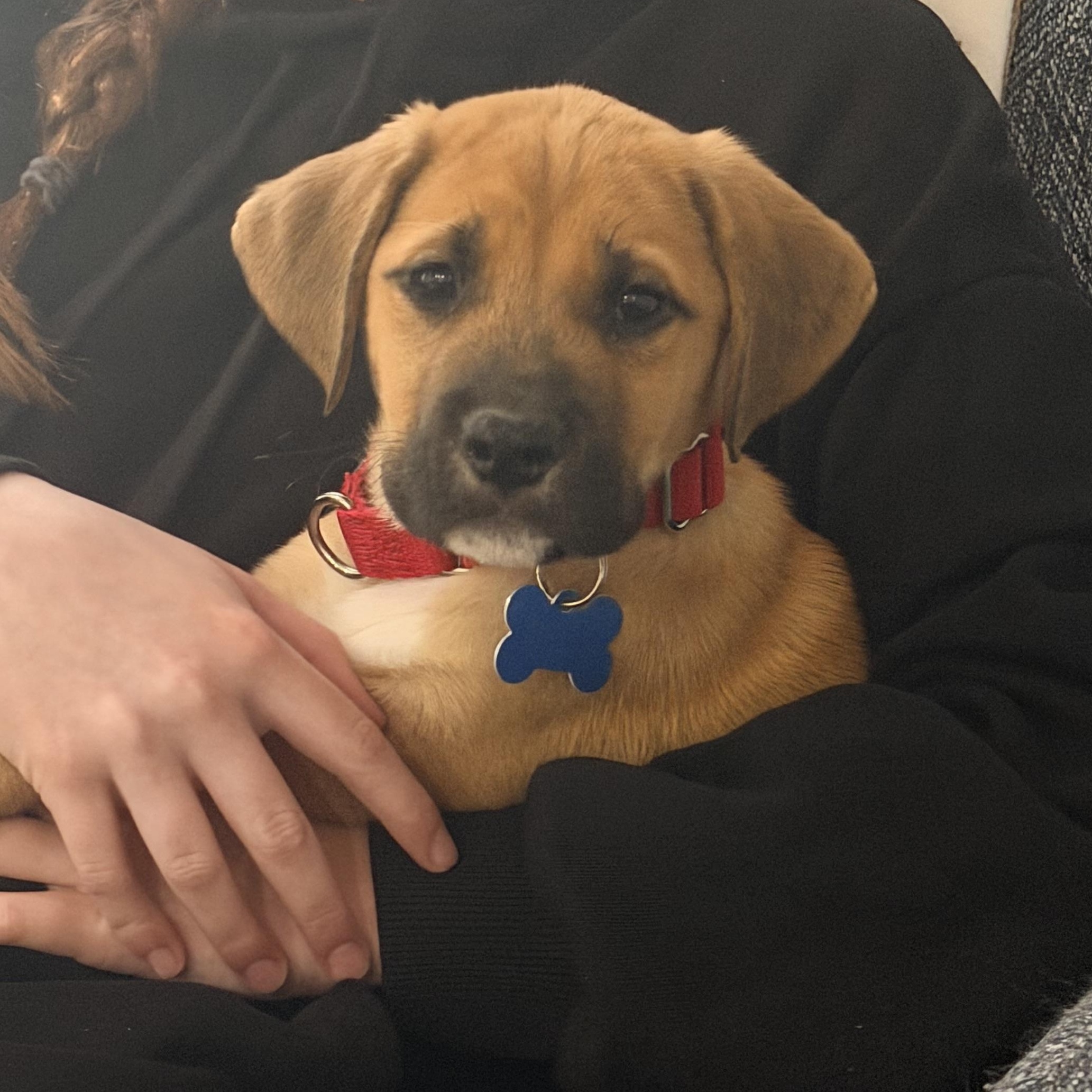 Clover, adopted, Puppy Male Great Pyrenees & Labrador Retriever.
