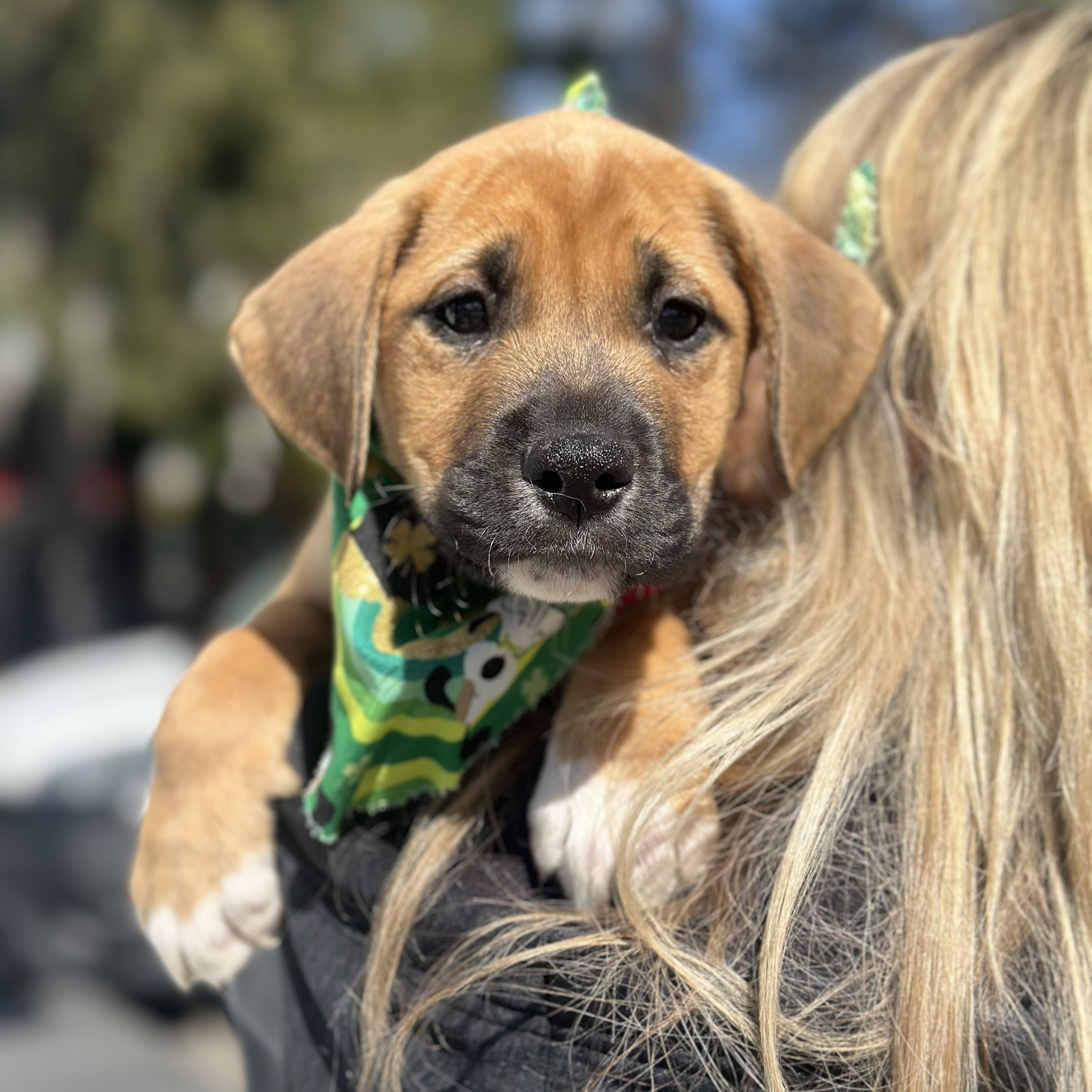 Enlarge Clover, an adopted mixed breed in Mahwah, NJ image 3/6