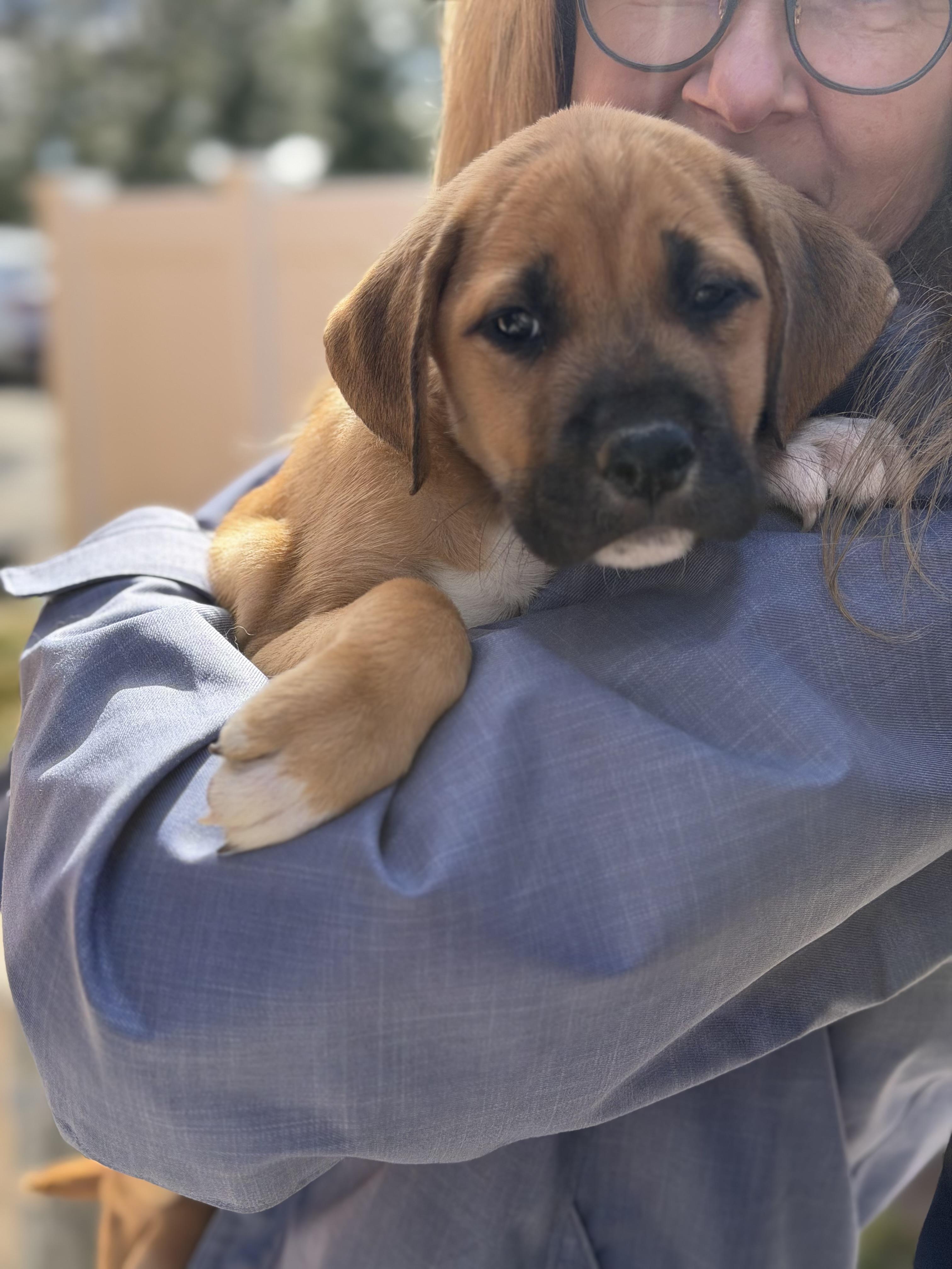 Enlarge Clover, an adopted mixed breed in Mahwah, NJ image 4/6