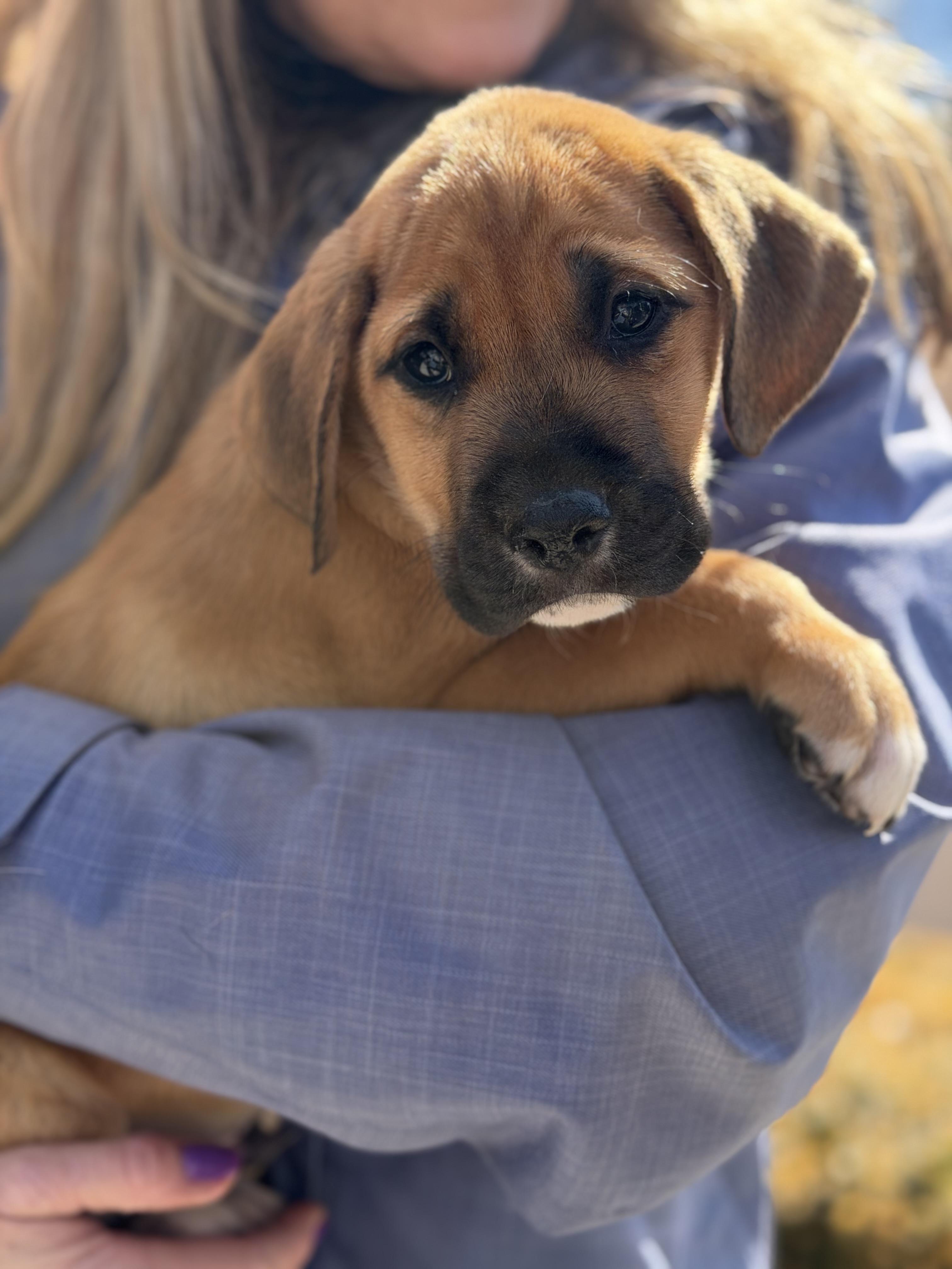 Enlarge Clover, an adopted mixed breed in Mahwah, NJ image 2/6