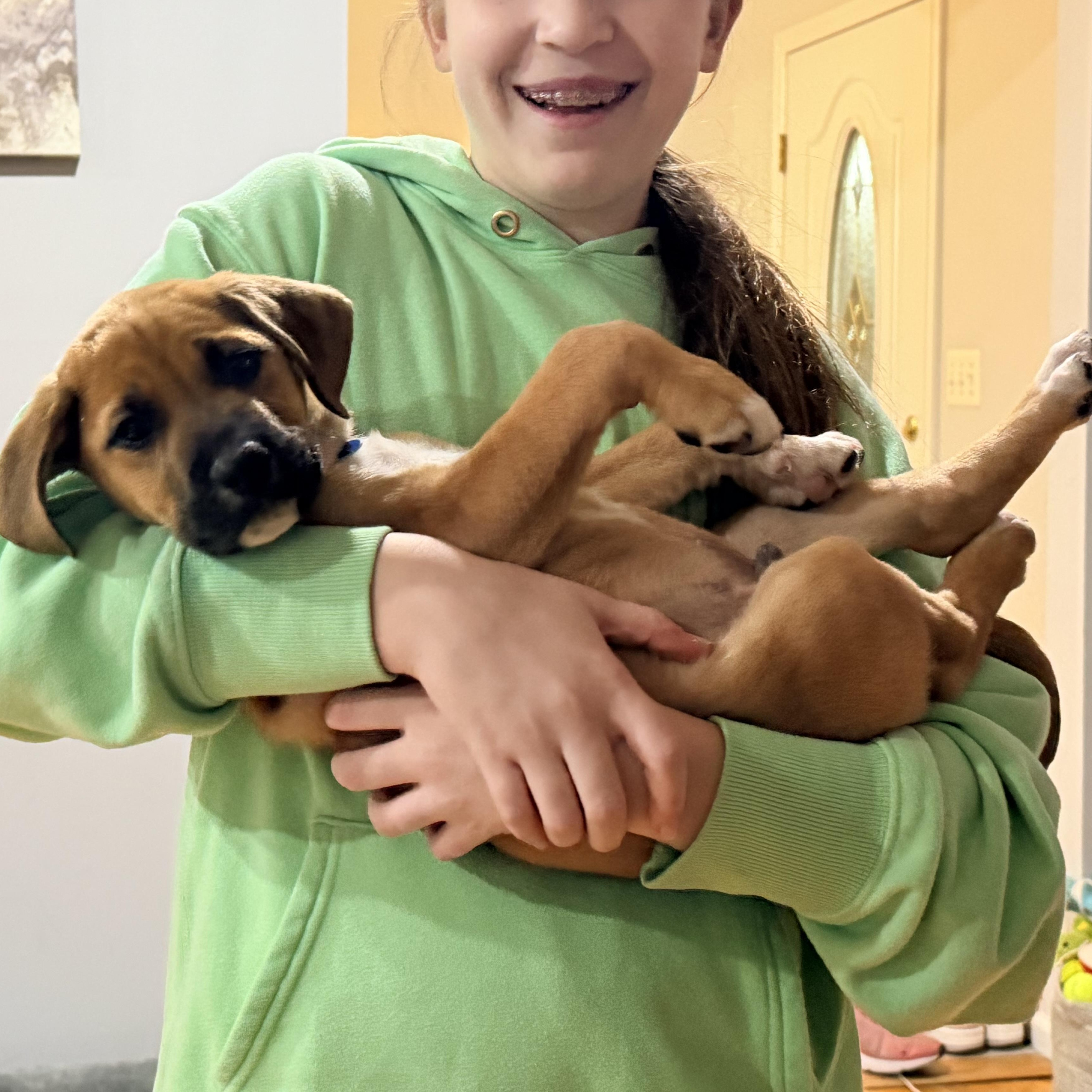 Enlarge Clover, an adopted mixed breed in Mahwah, NJ image 6/6