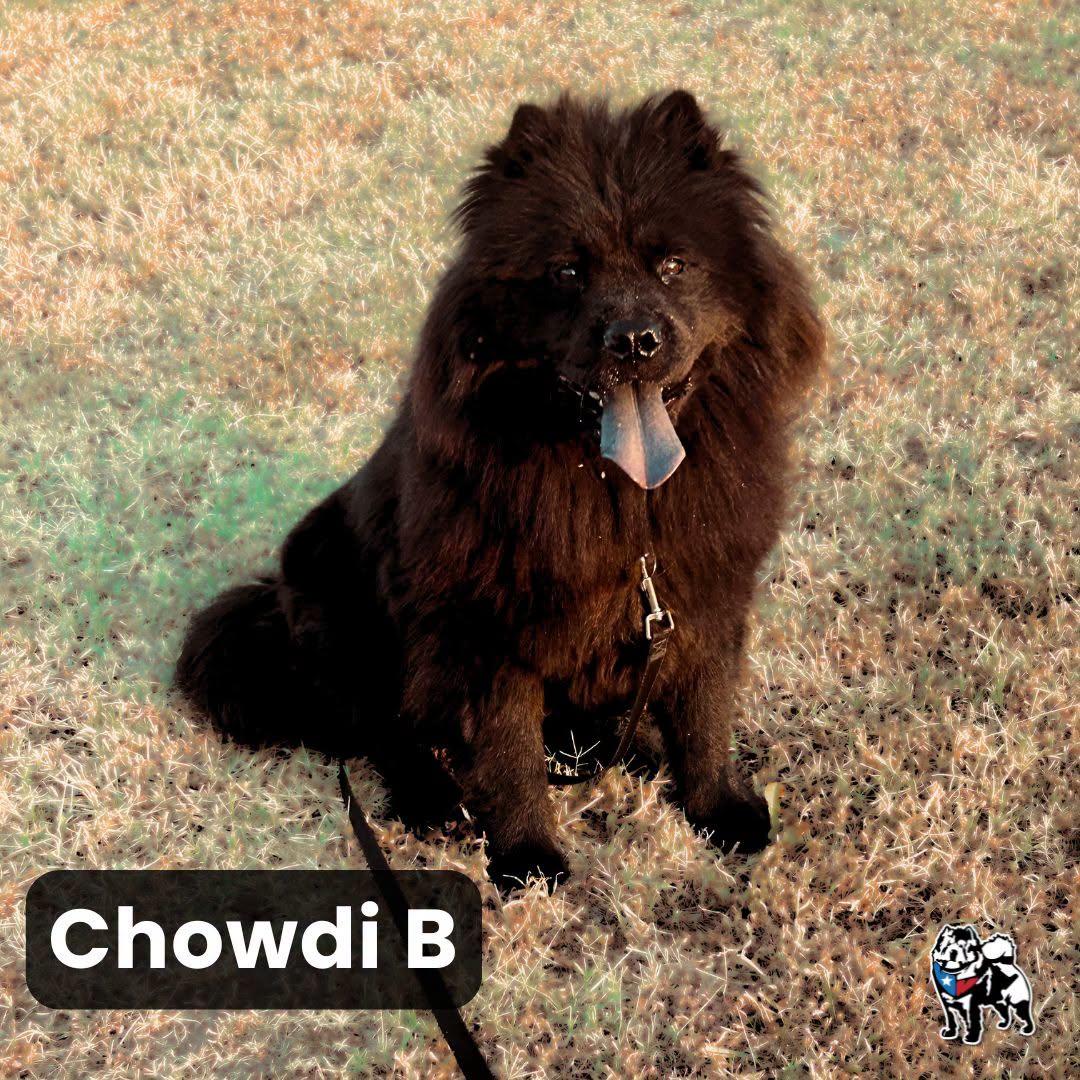 Chowdi B, Adoptable, Young Female Chow Chow.
