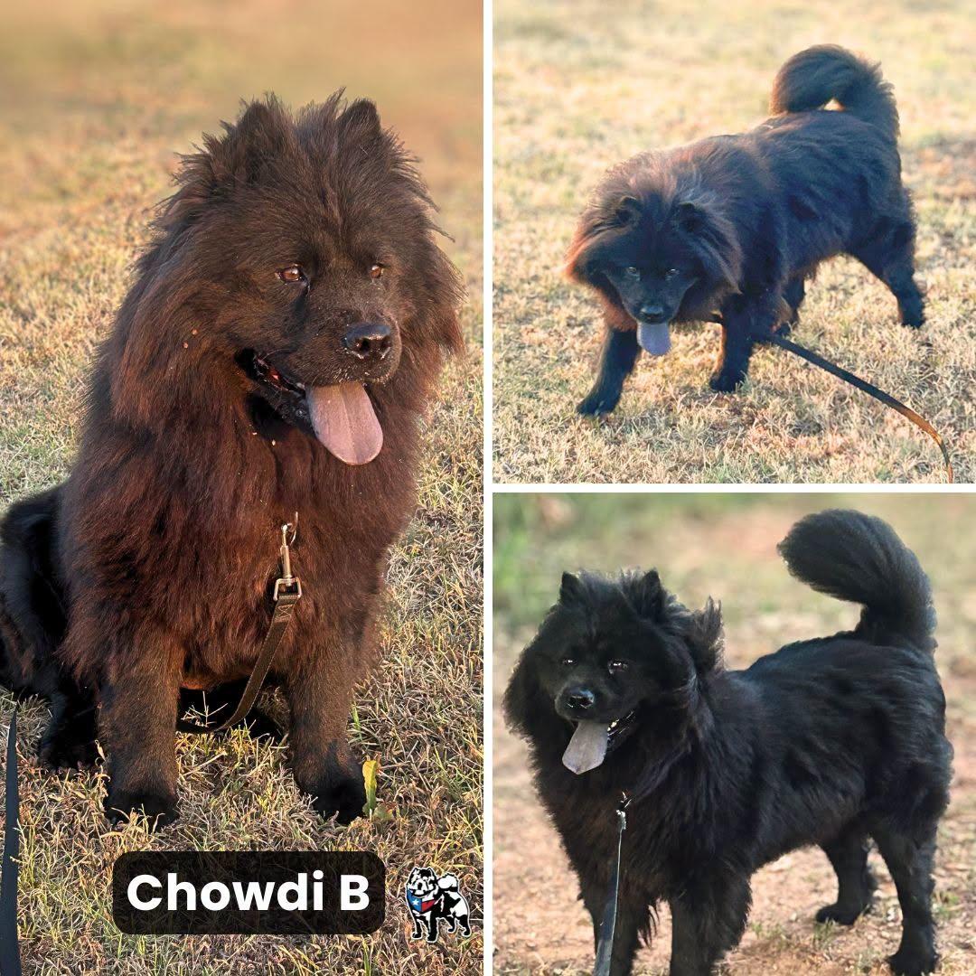 Enlarge Chowdi B, a Adoptable Chow Chow in Houston, TX image 2/2