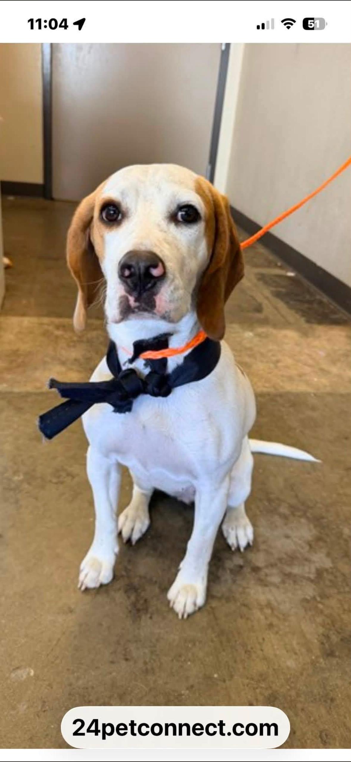 Georgia, Adopted, Young Female Hound.