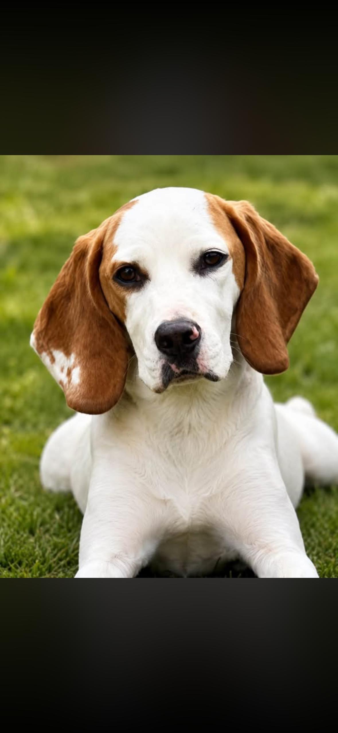 Enlarge Georgia, a Adopted Hound in Surrey, BC image 4/4