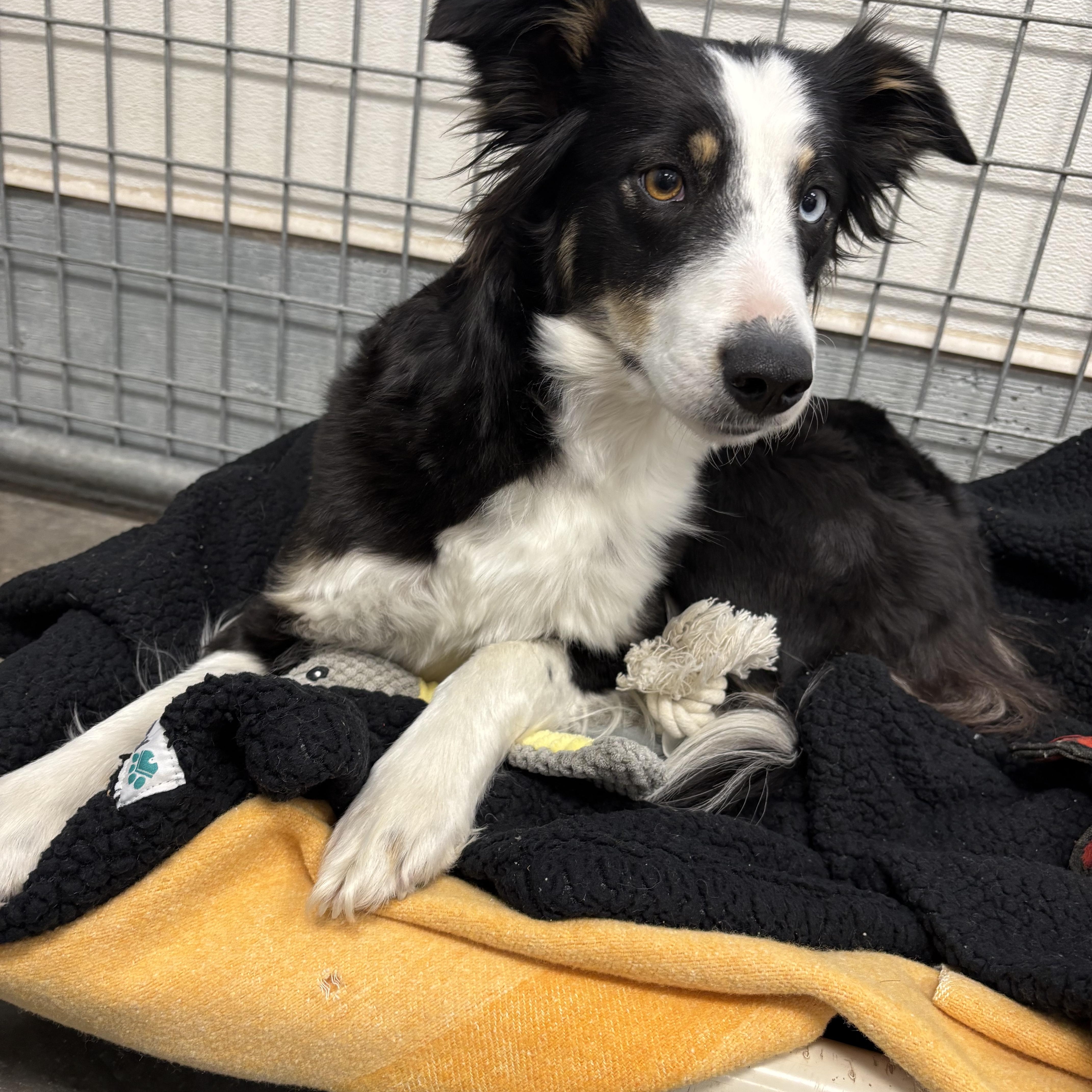 Lizzie, adopted, Adult Female Border Collie & McNab.