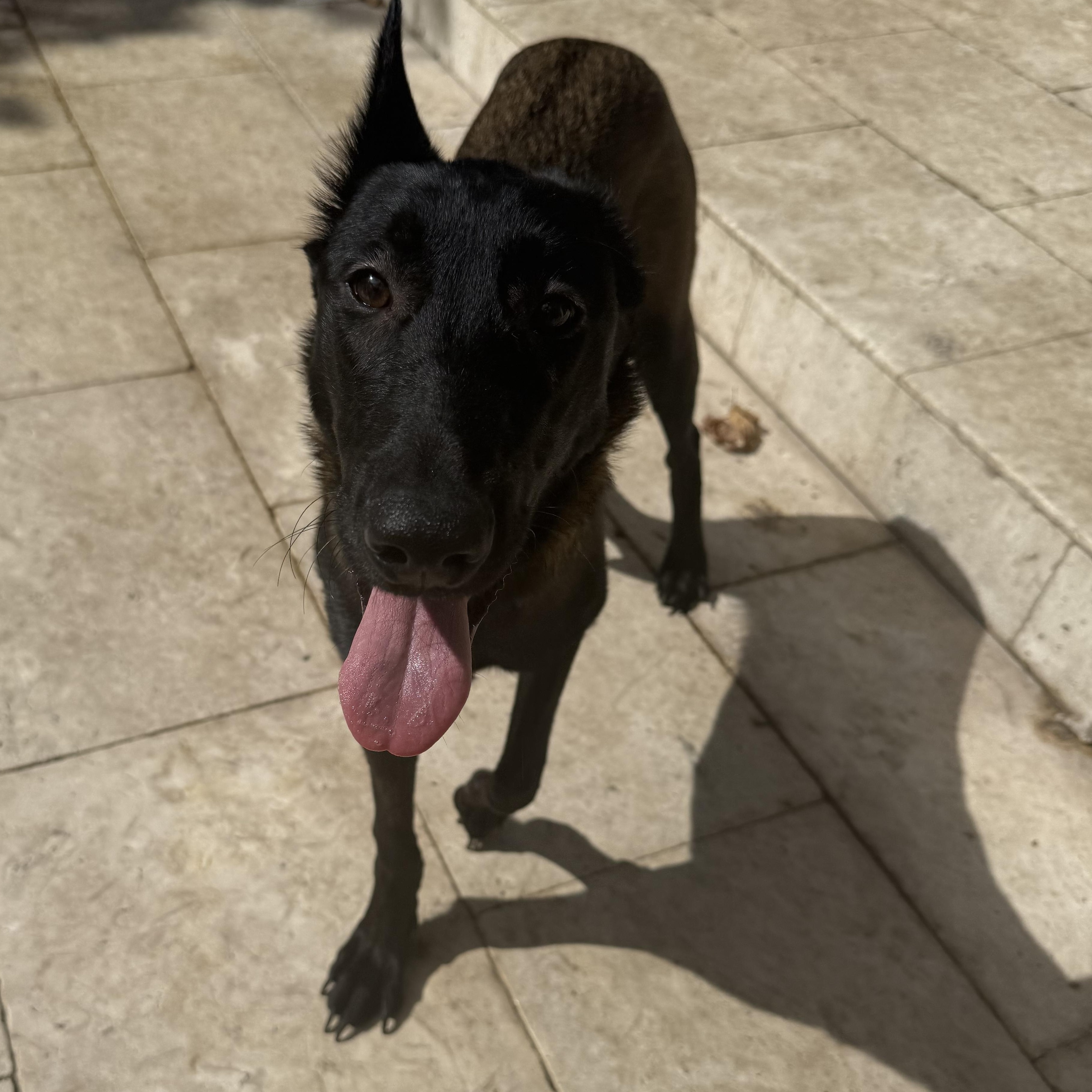 Raven, an adoptable Belgian Shepherd / Malinois in Key West, FL, 33040 | Photo Image 1