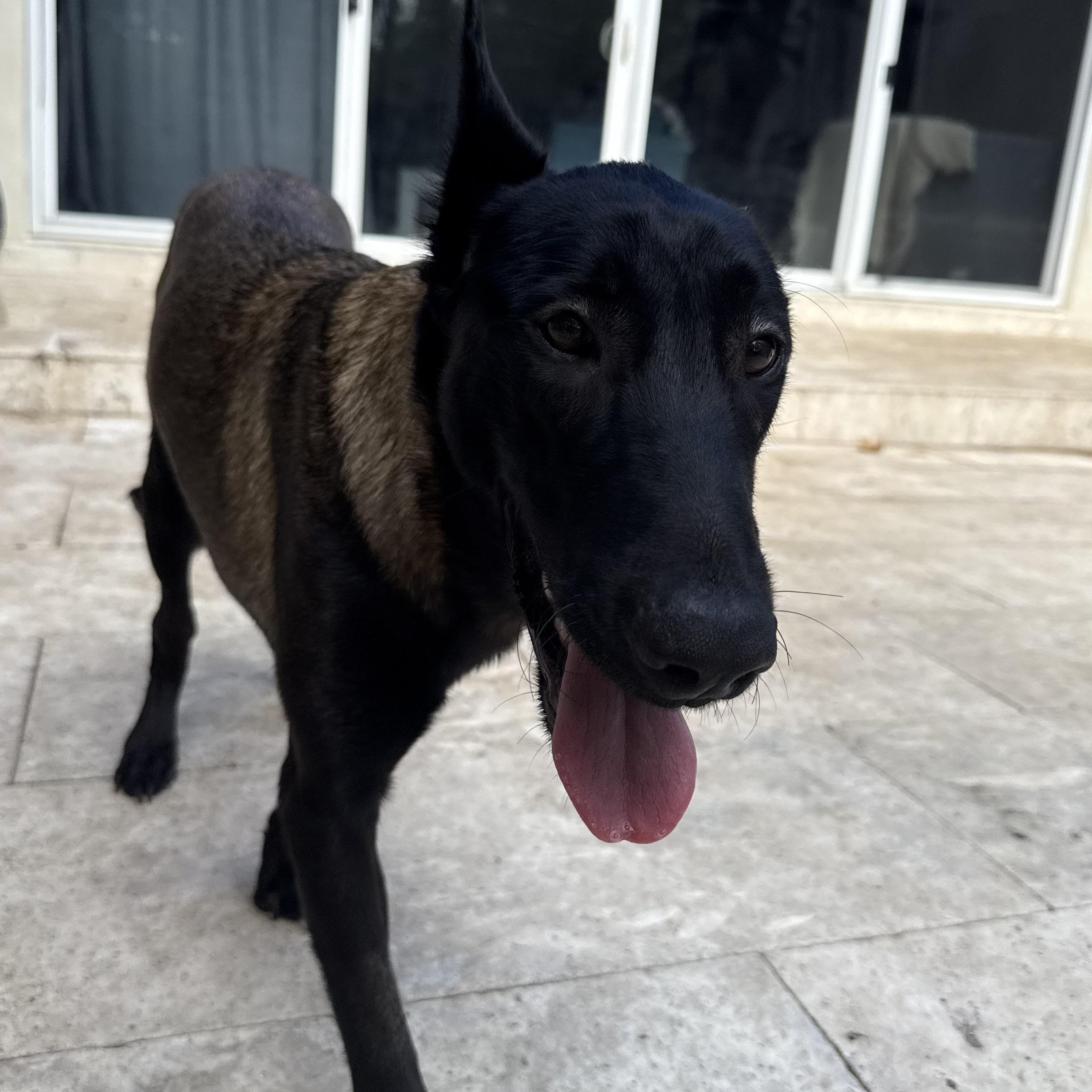 Raven, an adoptable Belgian Shepherd / Malinois in Key West, FL, 33040 | Photo Image 2