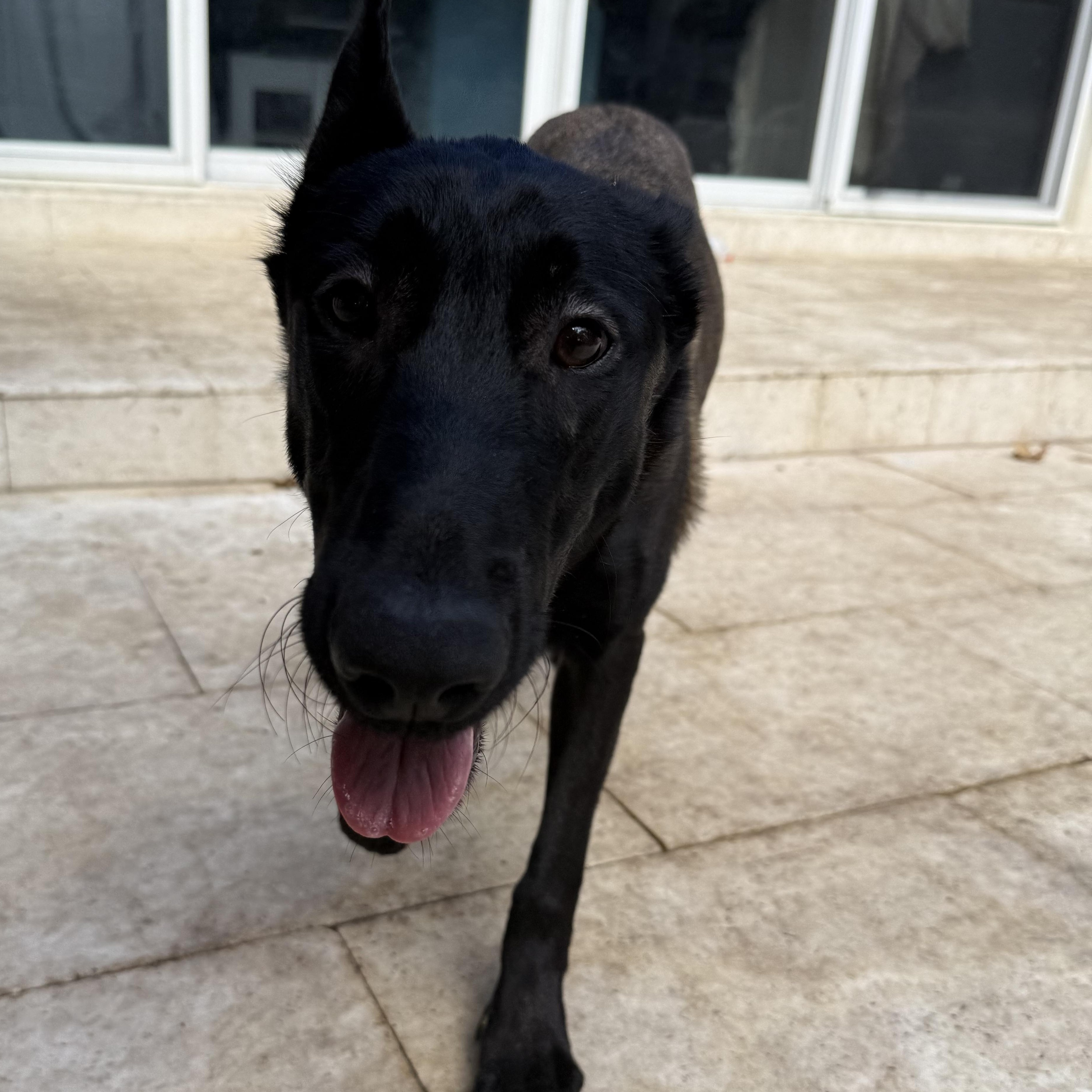 Raven, an adoptable Belgian Shepherd / Malinois in Key West, FL, 33040 | Photo Image 3
