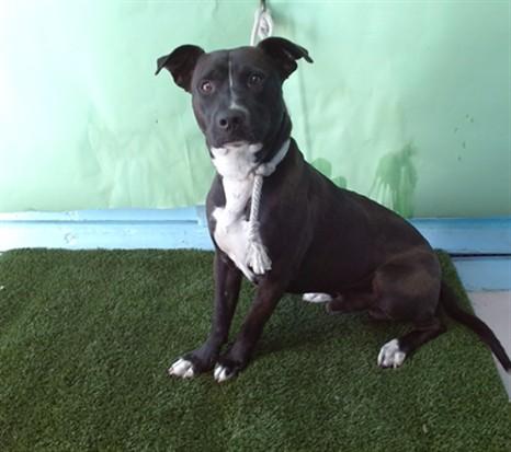 ANTHONY, Adoptable, Young Male Pit Bull Terrier.