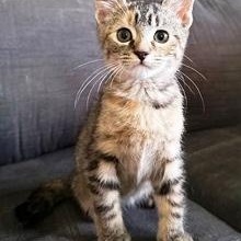 Enlarge Belle, a ADOPTABLE Domestic Short Hair in Lebanon, PA image 1/1