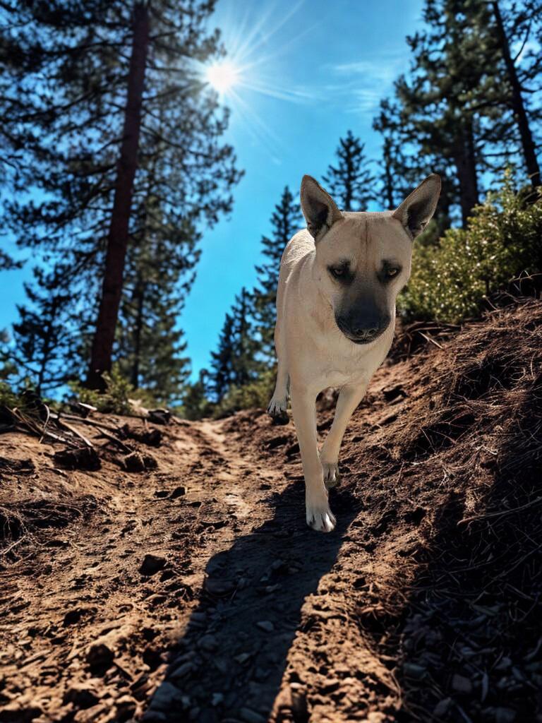 Shortstop, Adoptable, Adult Male Australian Cattle Dog / Blue Heeler & Anatolian Shepherd.