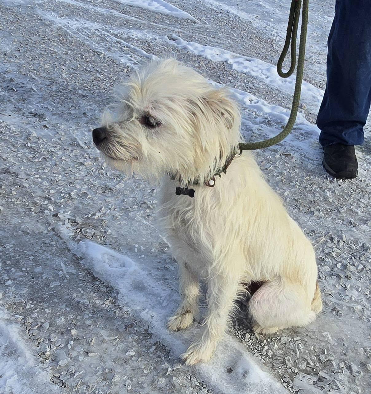 Lucky, ADOPTABLE, Young Male Mixed Breed.