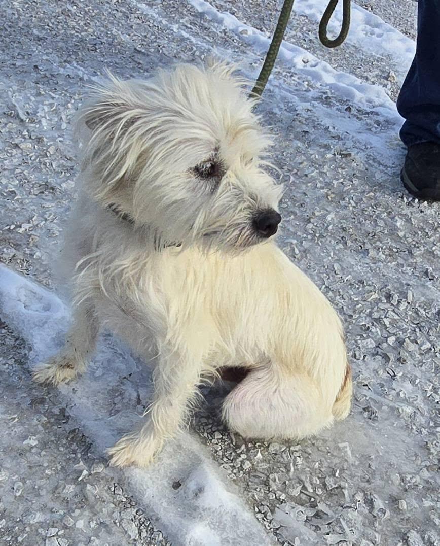 Lucky, a ADOPTABLE mixed breed in Terre Haute, IN image 2/5