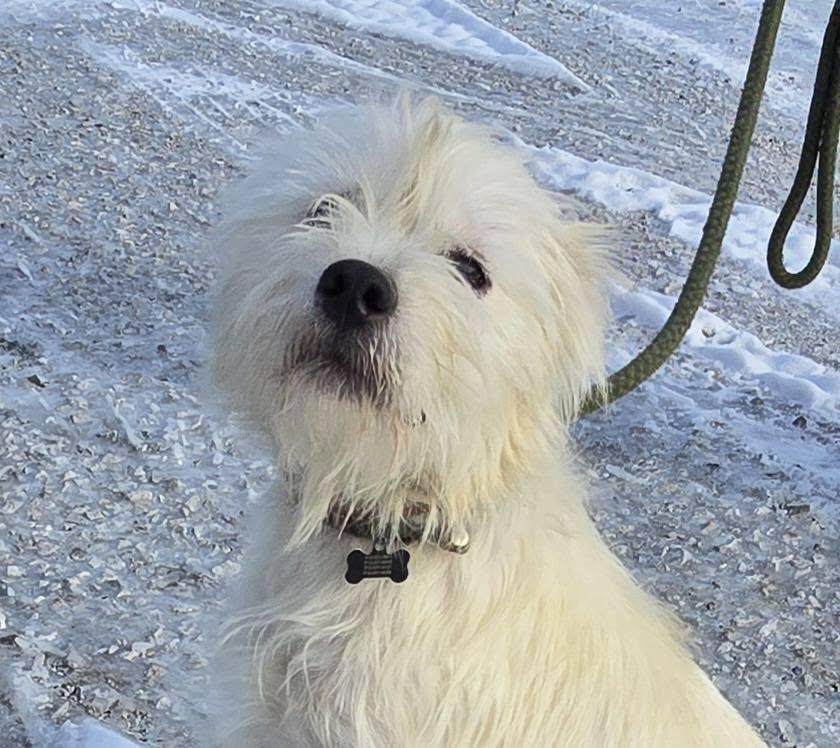 Lucky, a ADOPTABLE mixed breed in Terre Haute, IN image 3/5