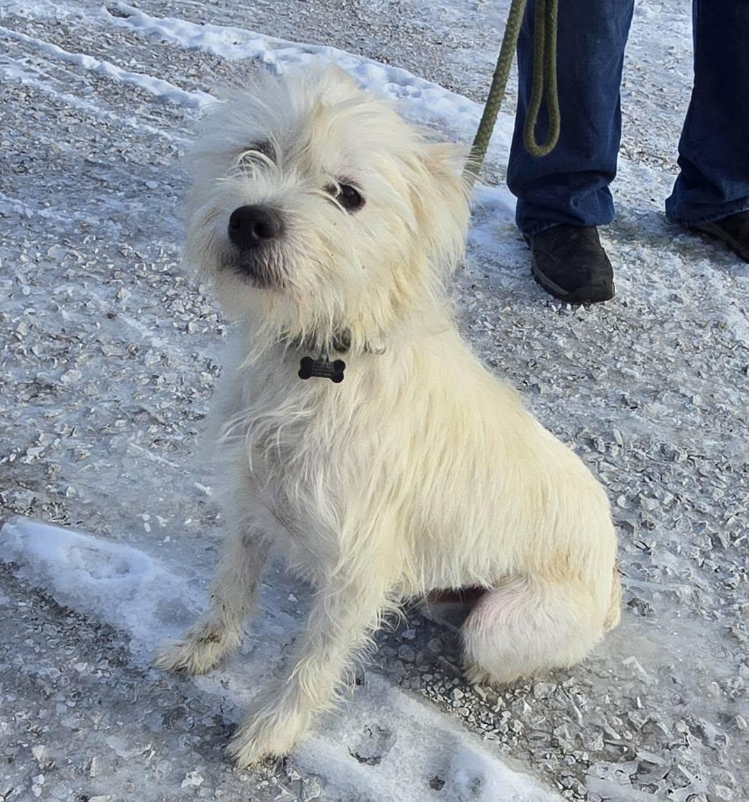 Lucky, a ADOPTABLE mixed breed in Terre Haute, IN image 4/5