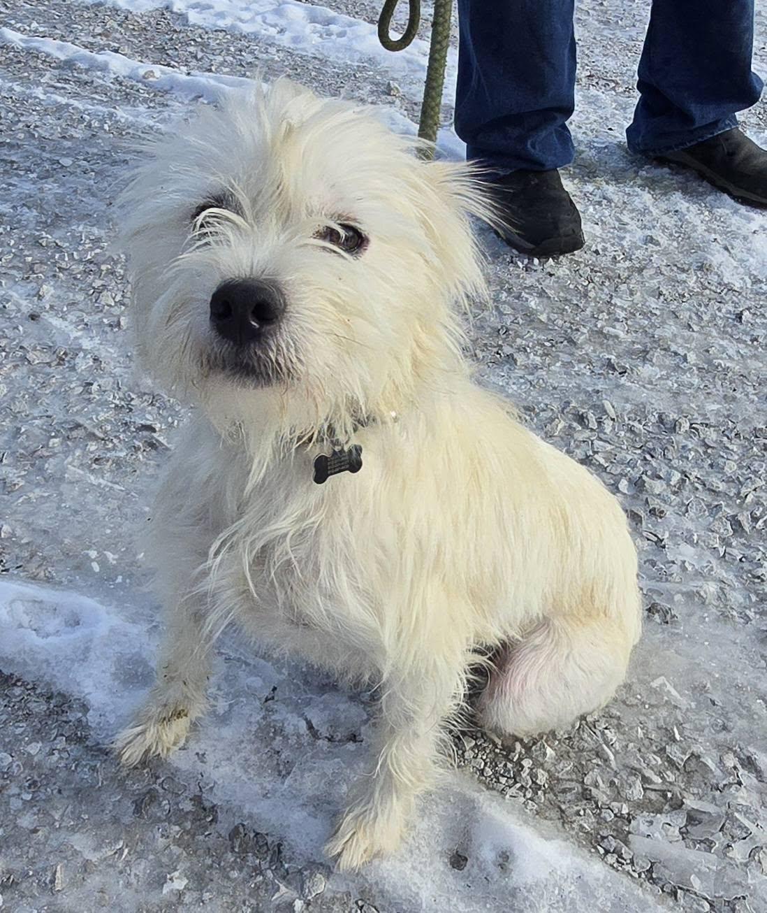 Lucky, a ADOPTABLE mixed breed in Terre Haute, IN image 5/5