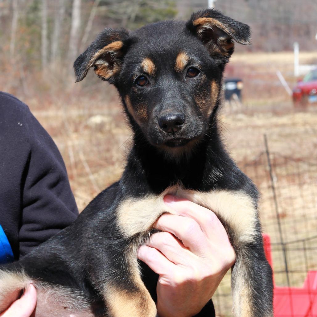 Enlarge CT Holdin, a Adoptable mixed breed in Eastford, CT image 1/6