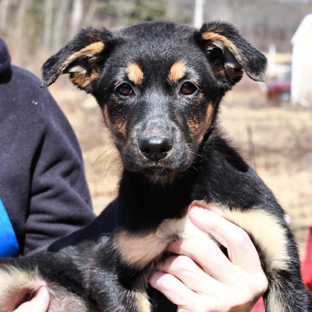 Enlarge CT Holdin, a Adoptable mixed breed in Eastford, CT image 3/6
