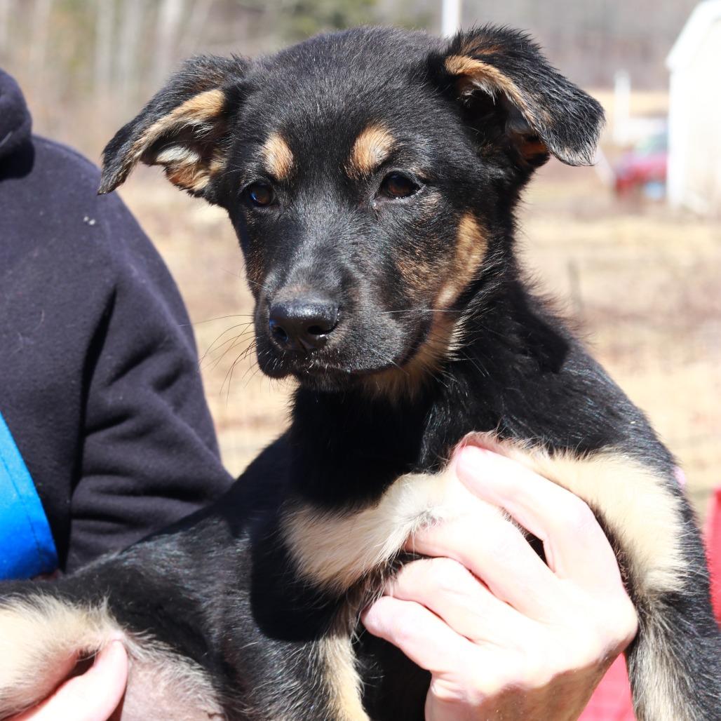 Enlarge CT Holdin, a Adoptable mixed breed in Eastford, CT image 4/6