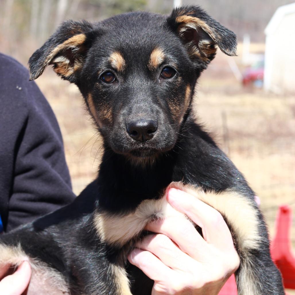 Enlarge CT Holdin, a Adoptable mixed breed in Eastford, CT image 6/6