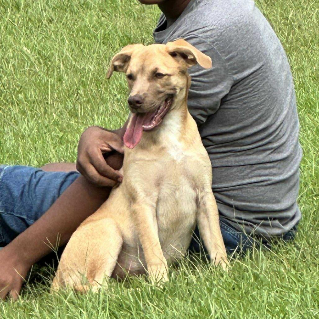 Enlarge Tina, a Adoptable mixed breed in Portland, ME image 6/6