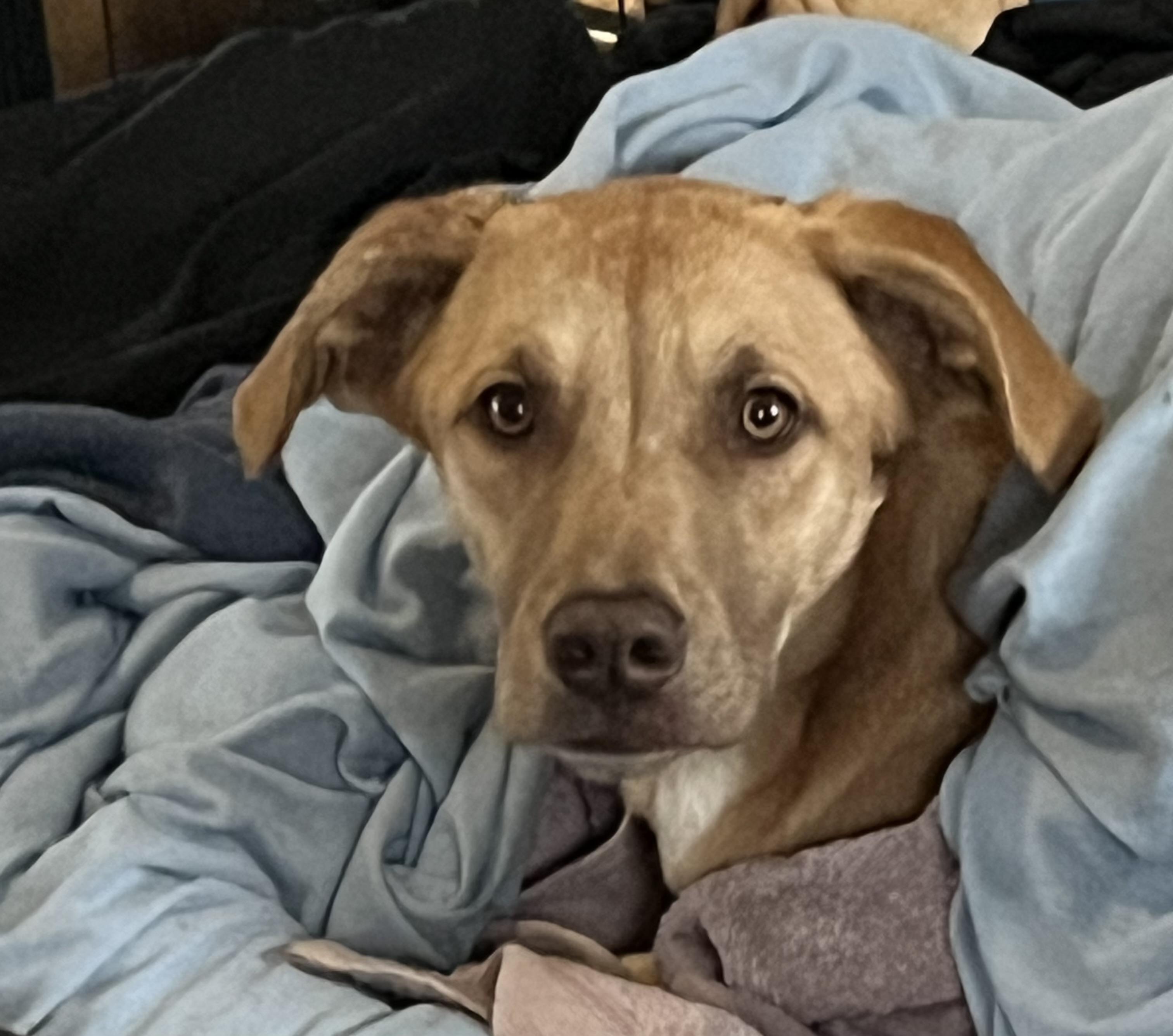 Enlarge Tina, a Adoptable mixed breed in Portland, ME image 1/6