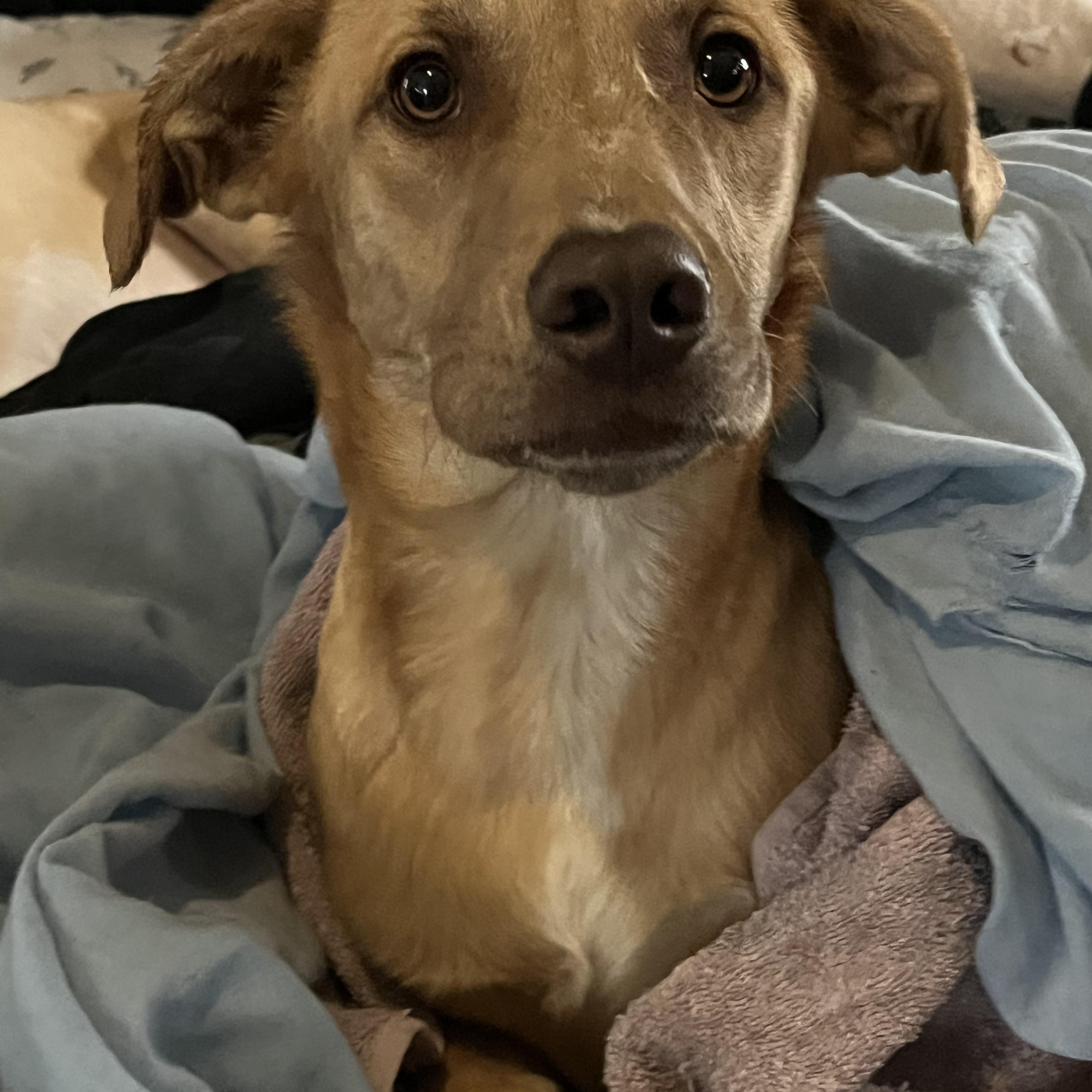 Enlarge Tina, a Adoptable mixed breed in Portland, ME image 2/6