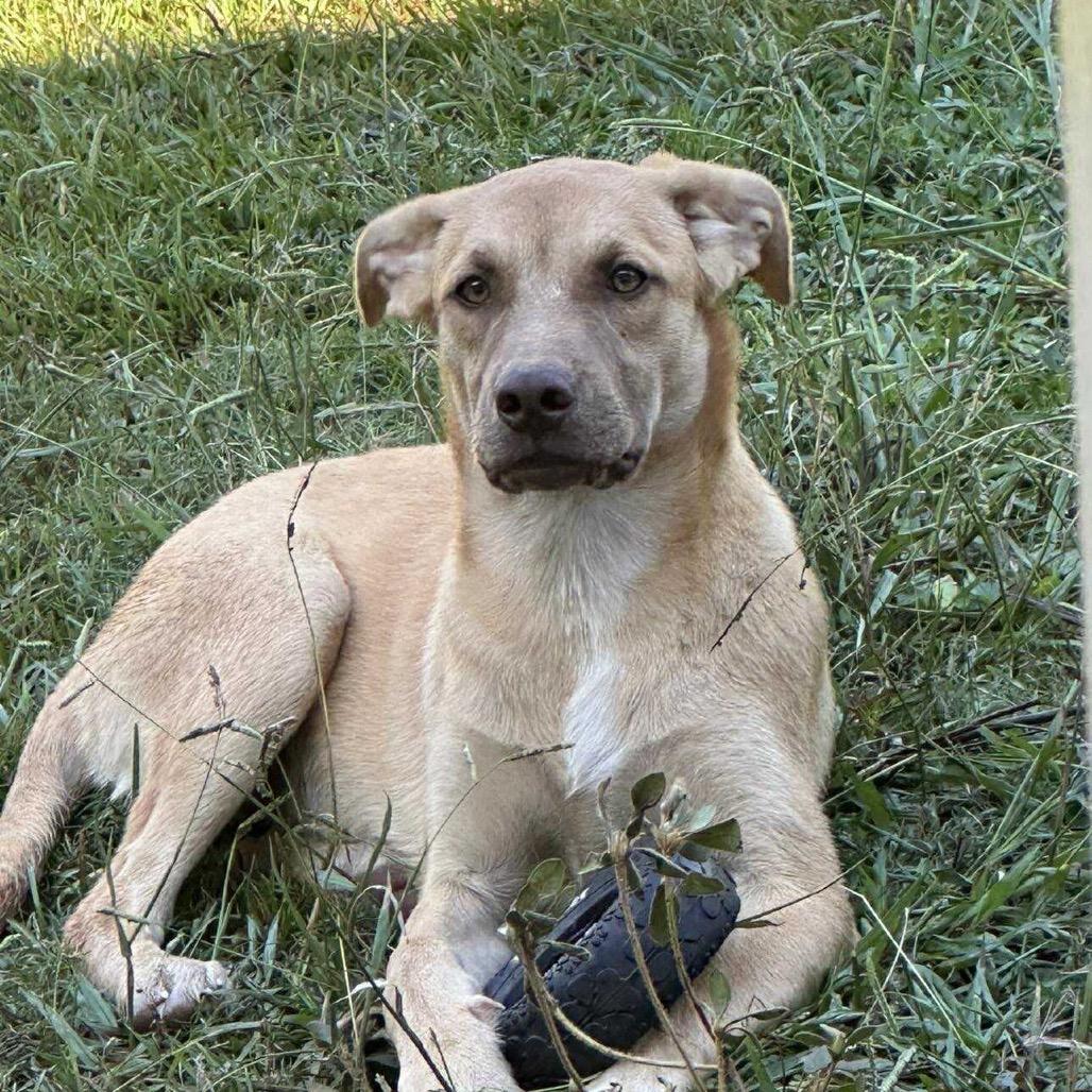 Enlarge Tina, a Adoptable mixed breed in Portland, ME image 5/6