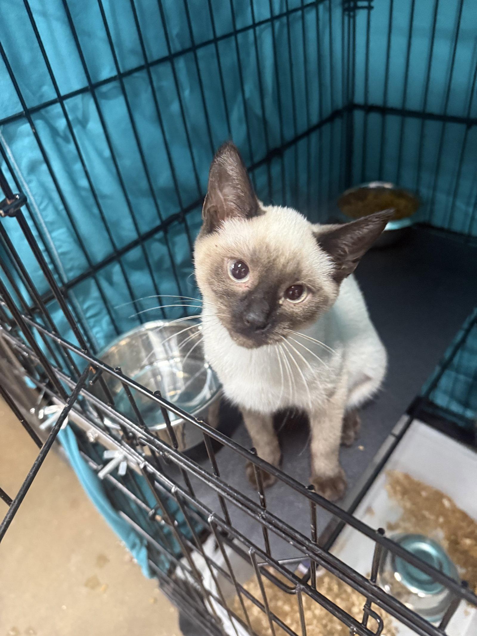 Kitten Sharpie - Adoption Pending, Adopted, Kitten Female Siamese.
