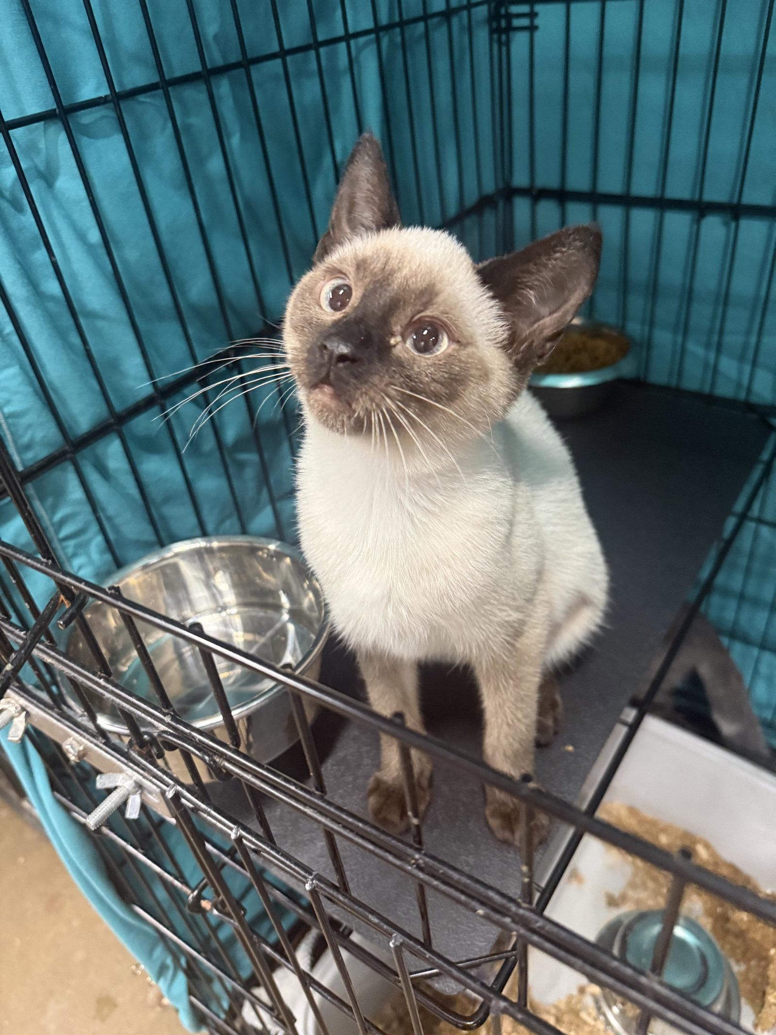 Enlarge Kitten Sharpie - Adoption Pending, a Adopted Siamese in Cuyahoga Falls, OH image 2/3